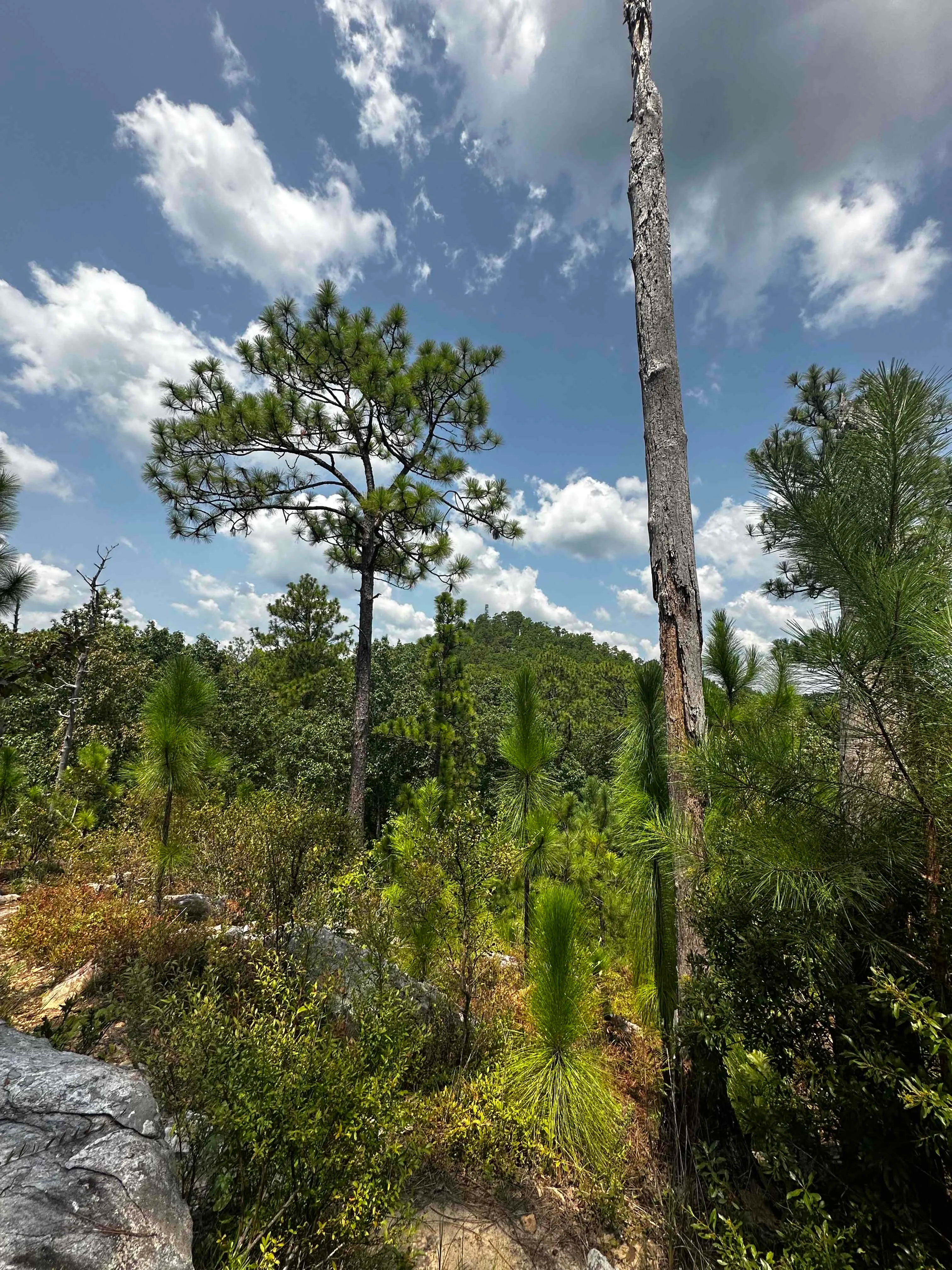 Smith Mountain Fire Tower (Lake Martin)