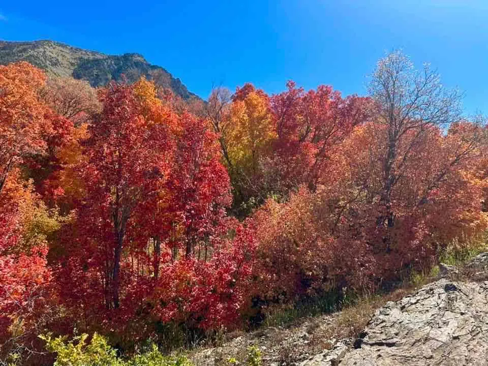 Buffalo Peak Trail