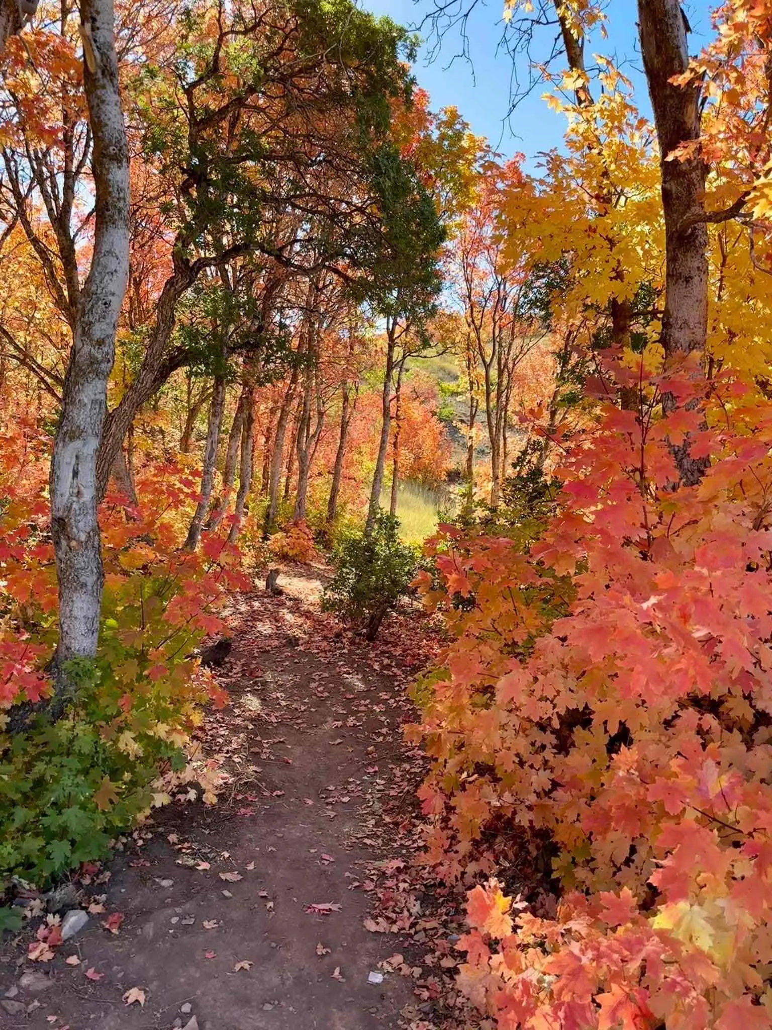 Buffalo Peak Trail