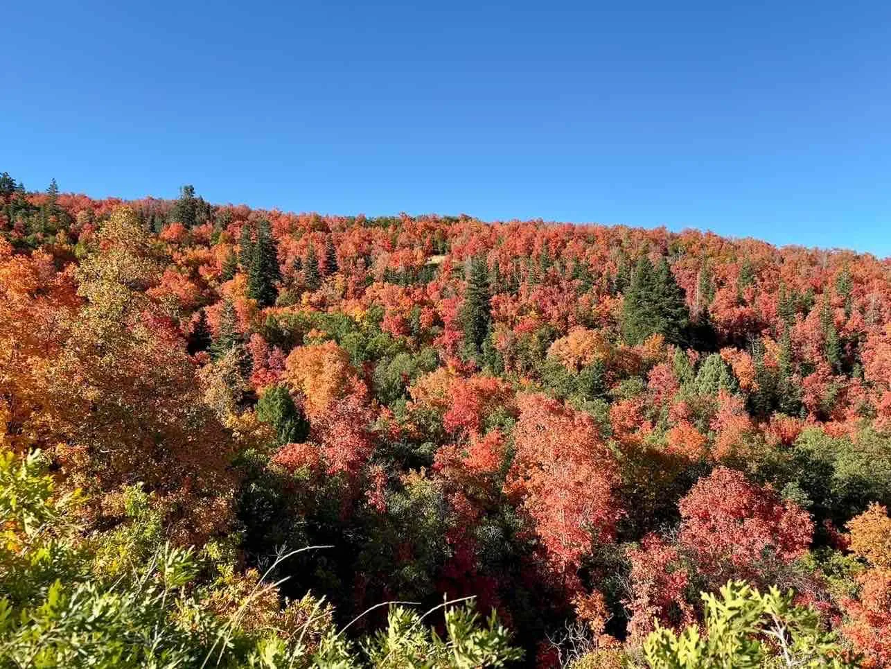 Buffalo Peak Trail