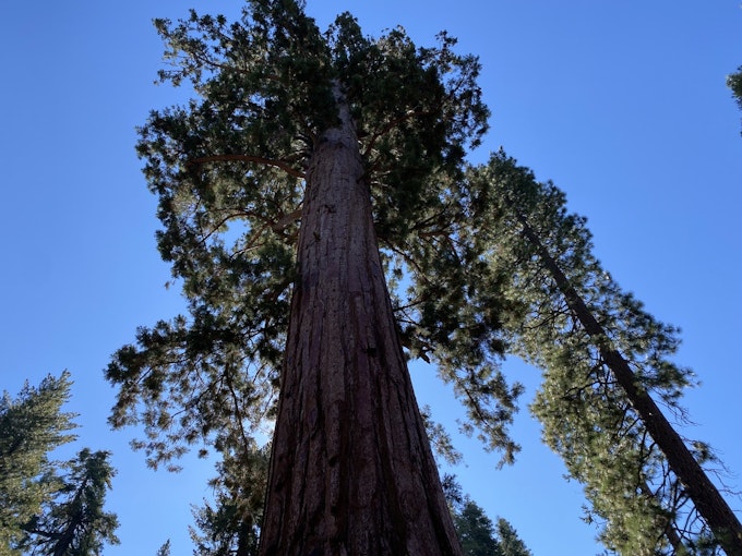 A tall tree reaches toward the sky.