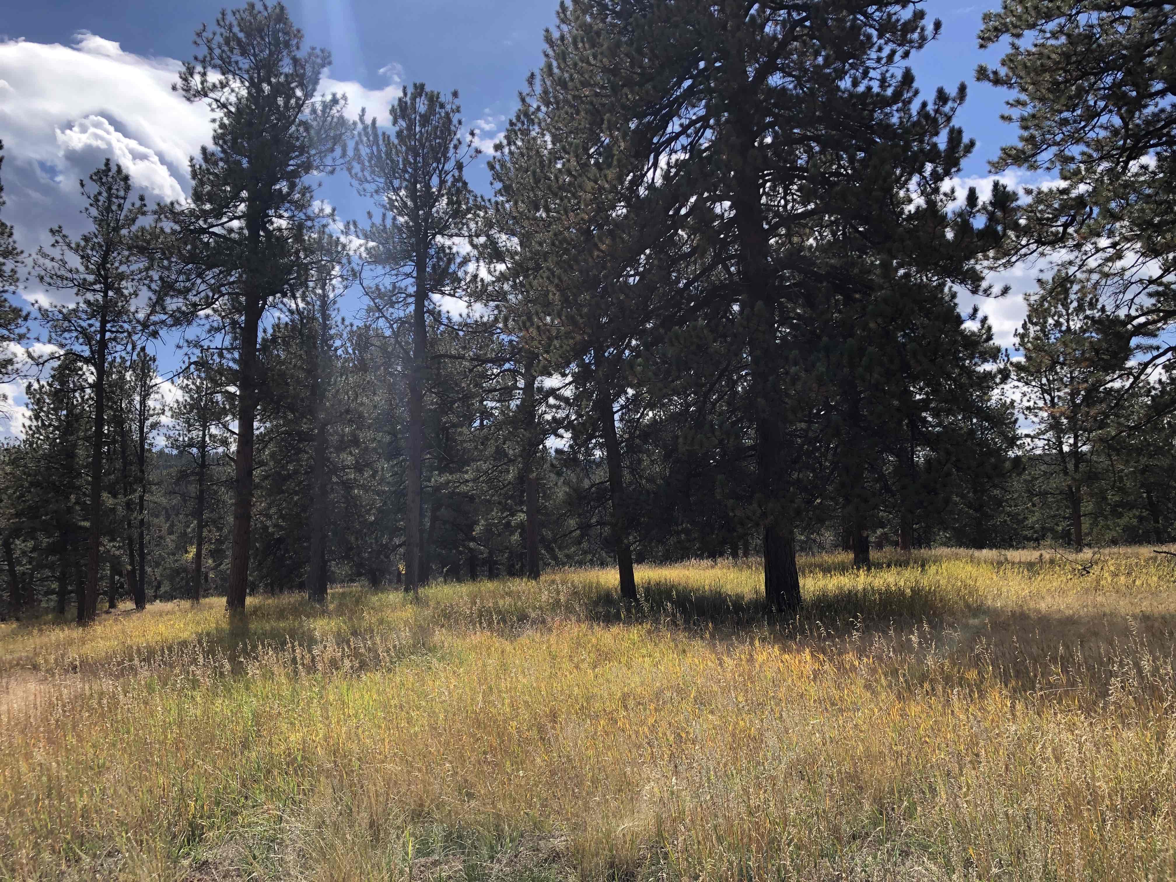 Davis Ponds Trail