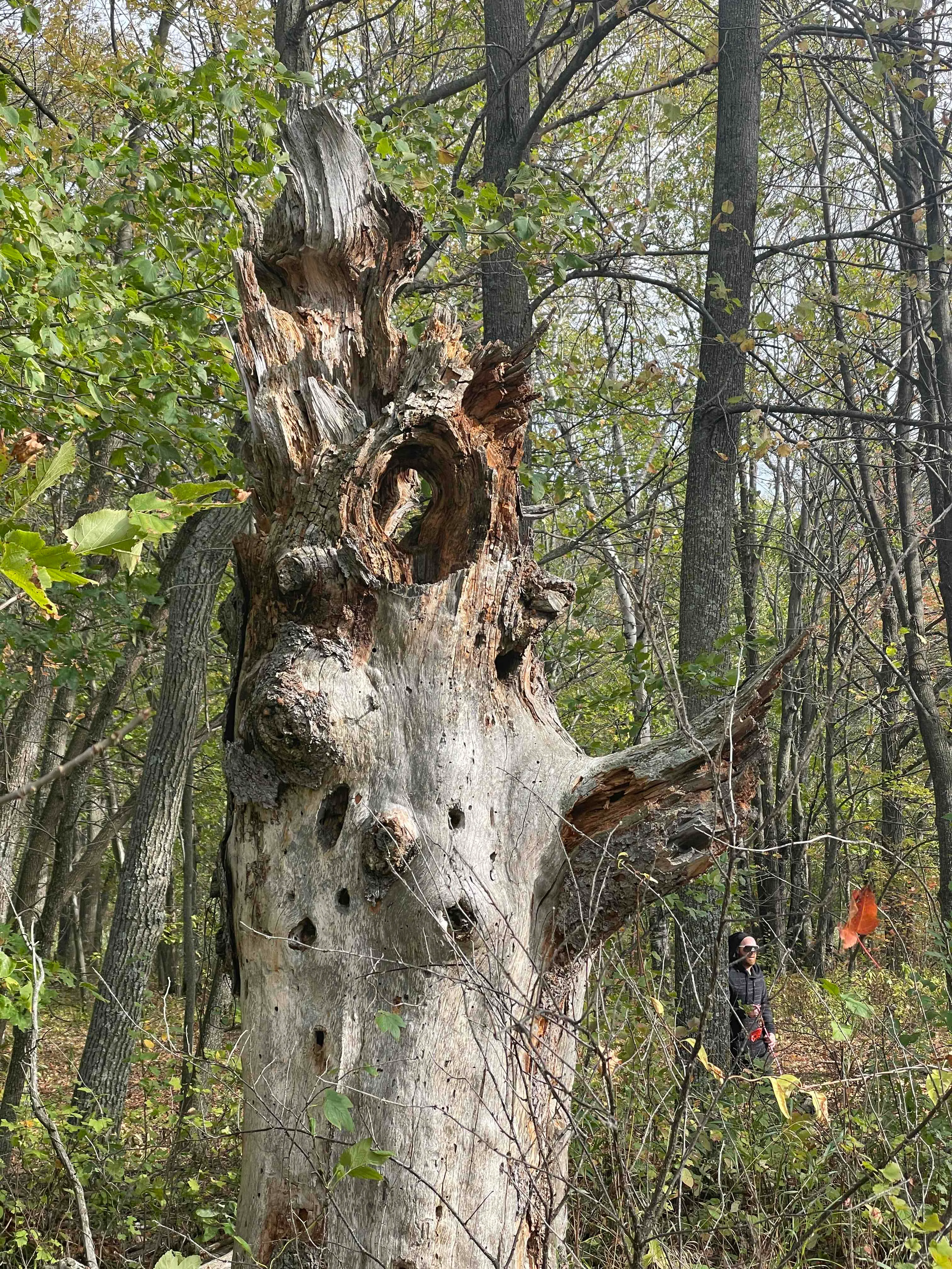 Hike the Minnesota Hiking Club Trail in Mille Lacs Kathio
