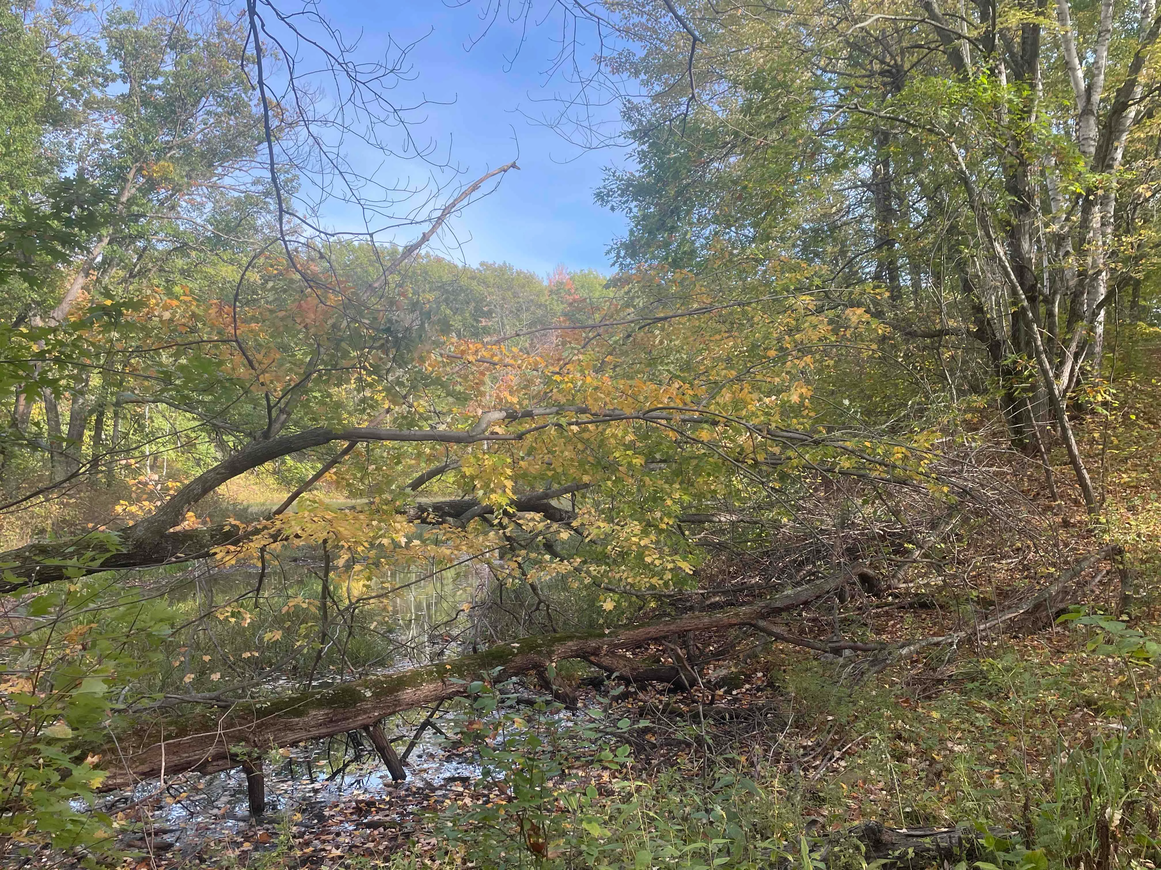 Hike the Minnesota Hiking Club Trail in Mille Lacs Kathio