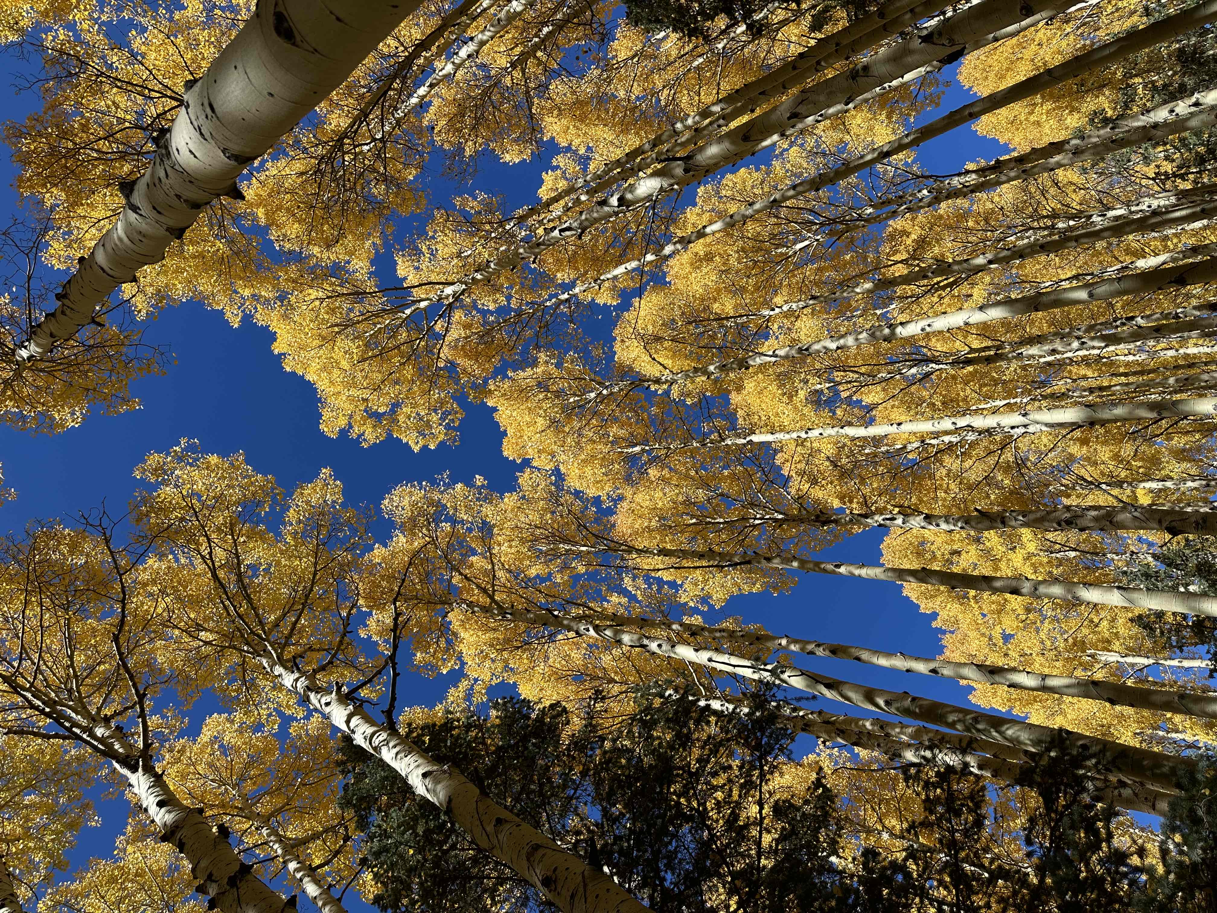 Hike Aspen Corner to Bismark Lake on the Arizona Trail