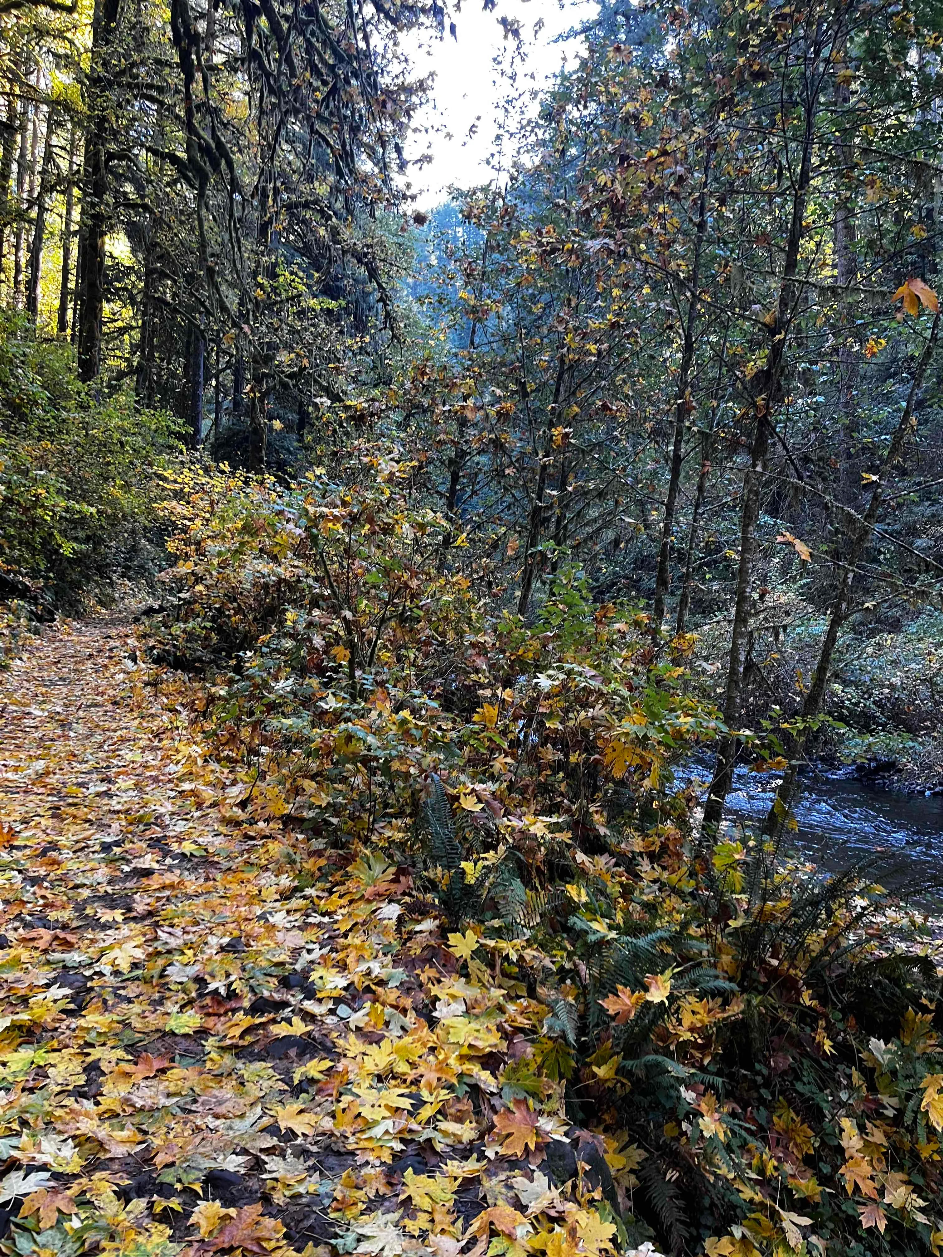 Trail of Ten Falls Loop