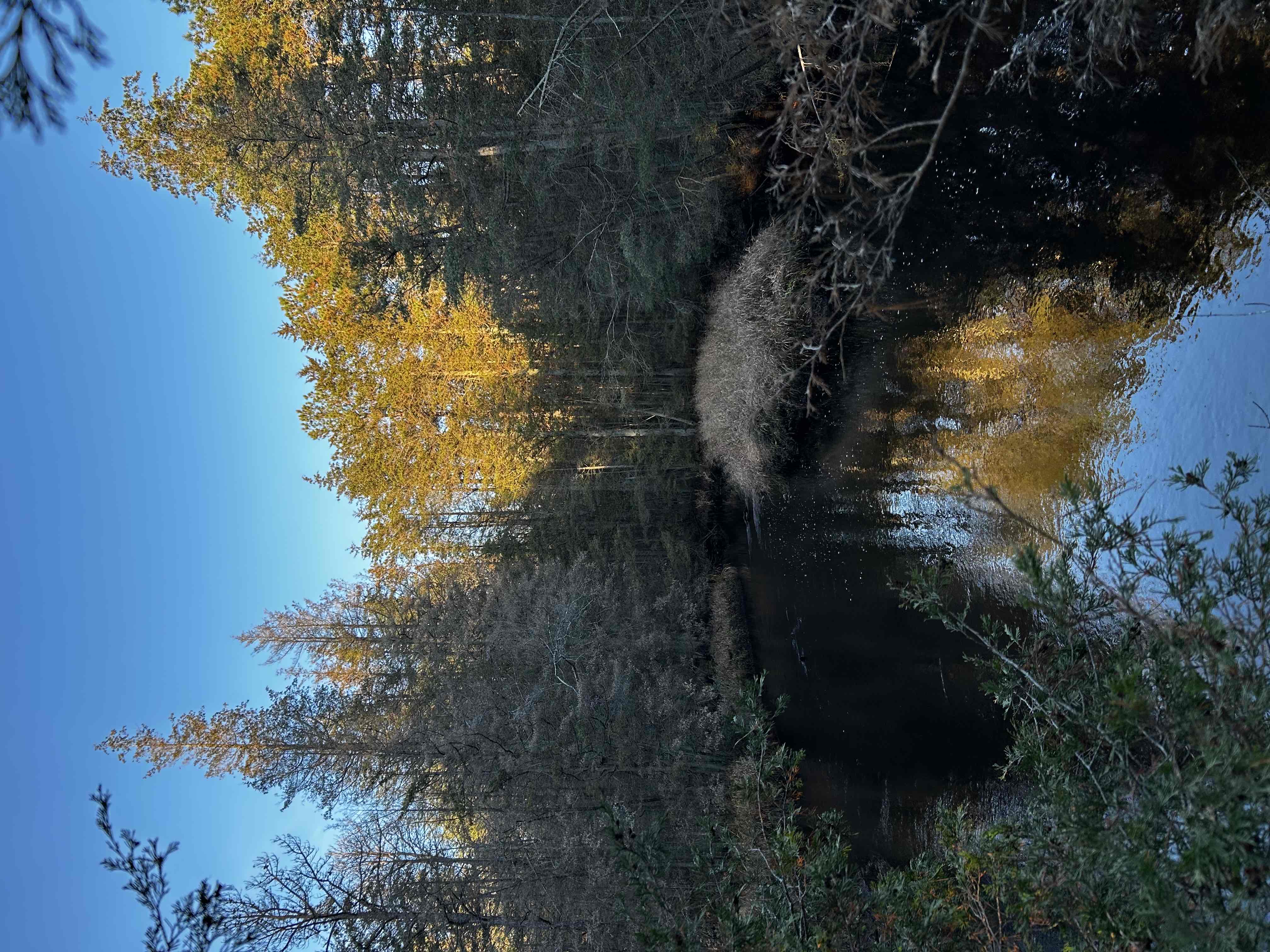 Batsto Lake Trail
