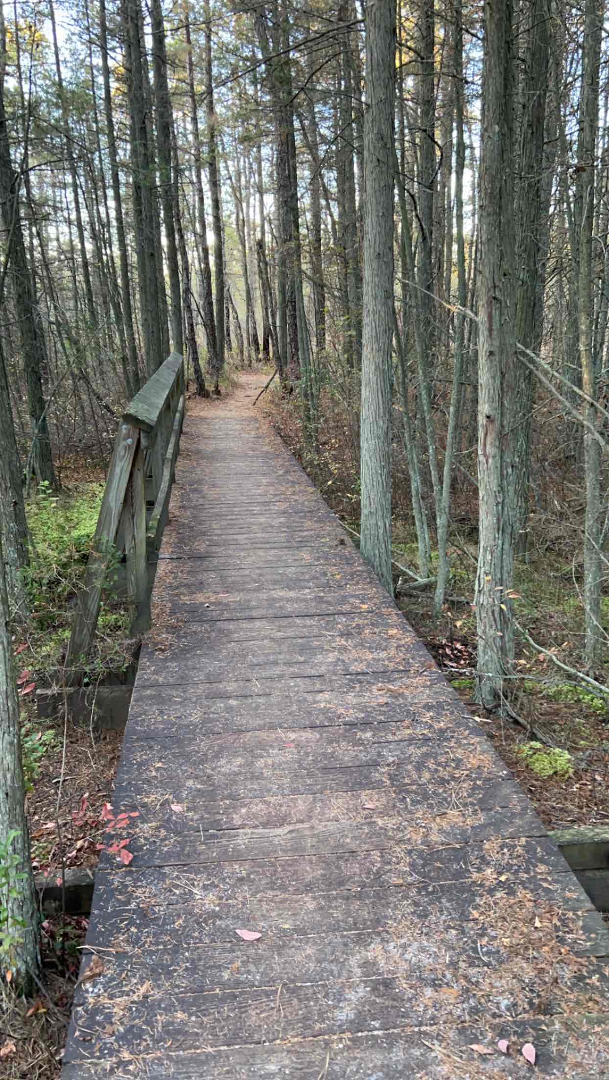 Batsto Lake Trail