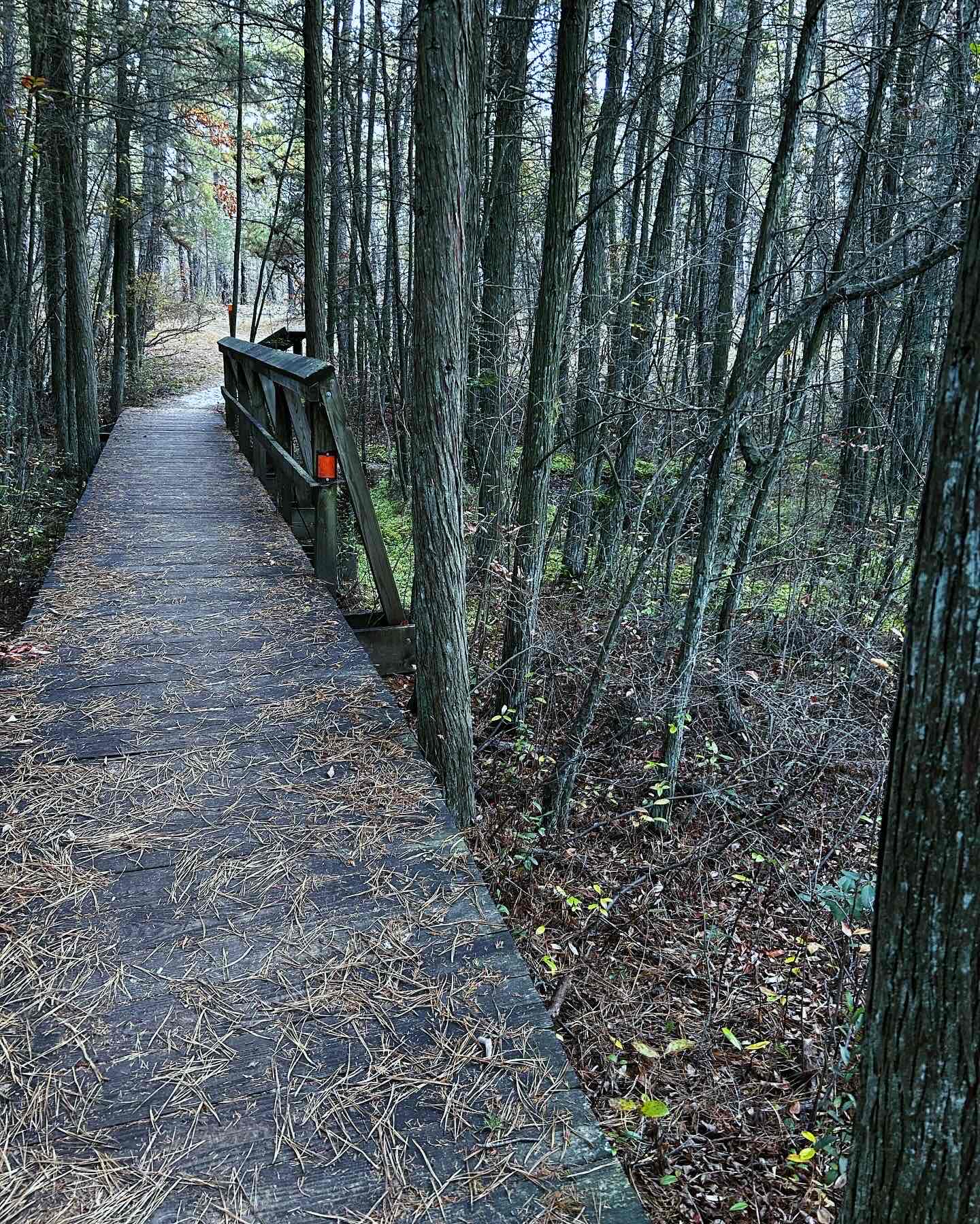 Batsto Lake Trail