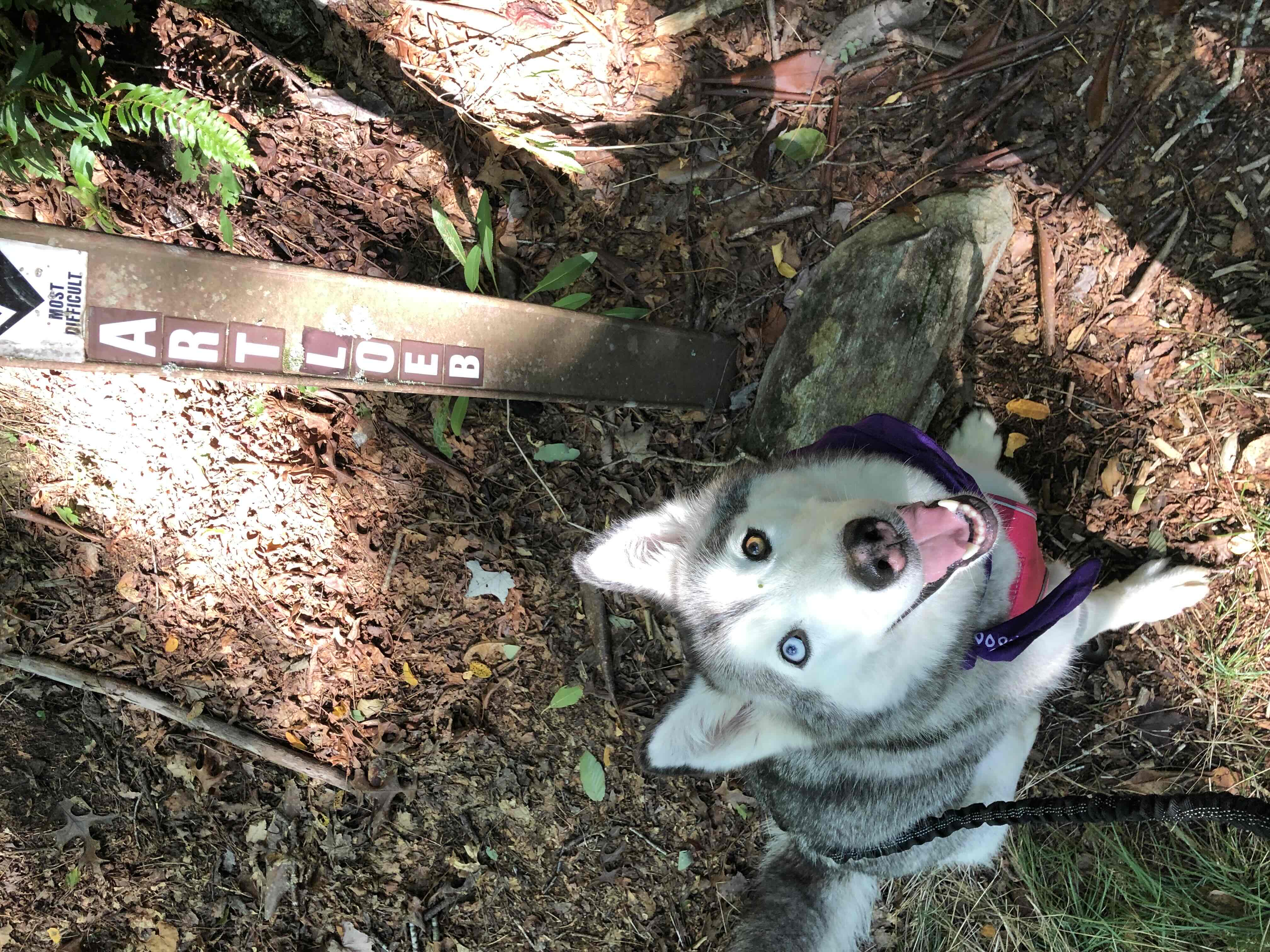 Art Loeb Trail