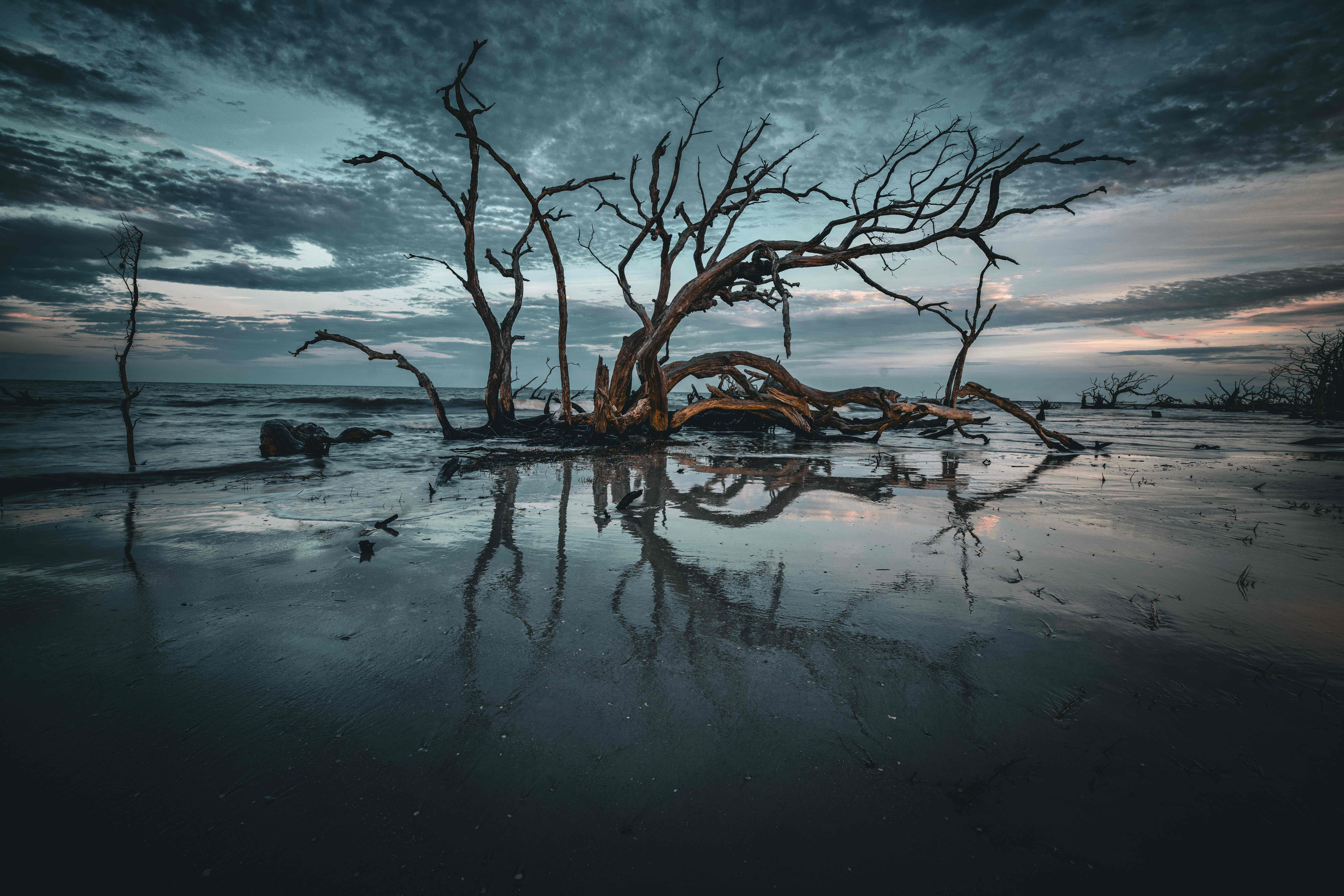Driftwood Beach on Jekyll Island
