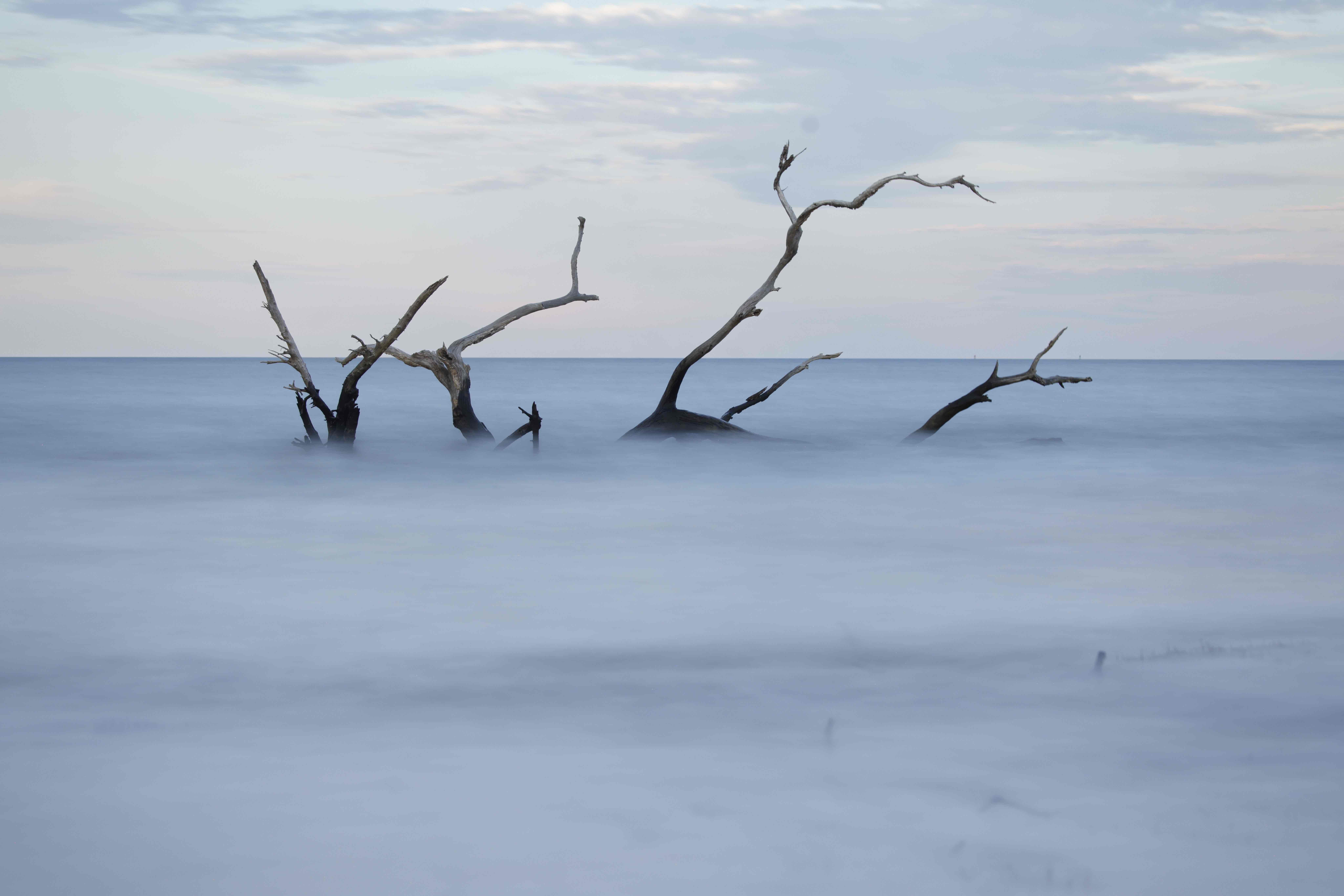 Driftwood Beach on Jekyll Island