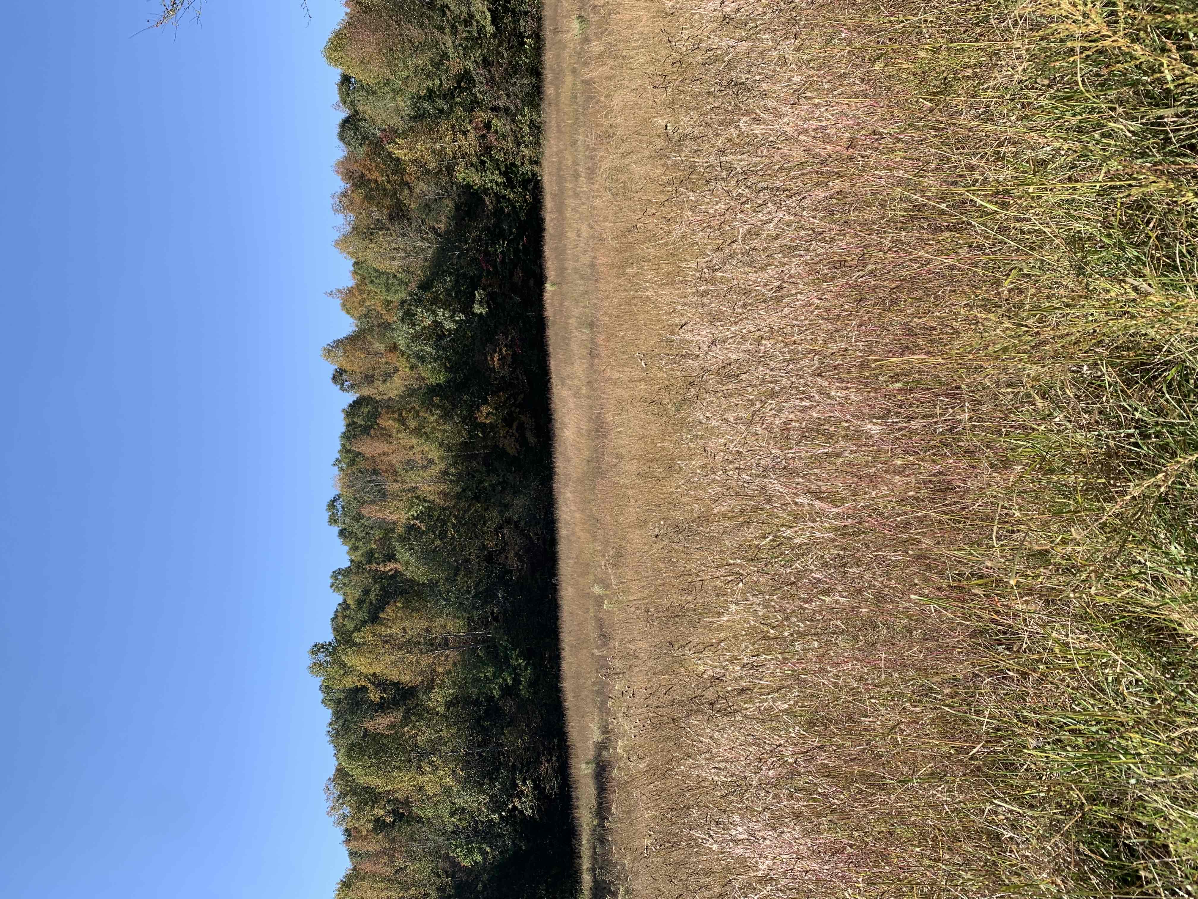 Cub Lake Trail