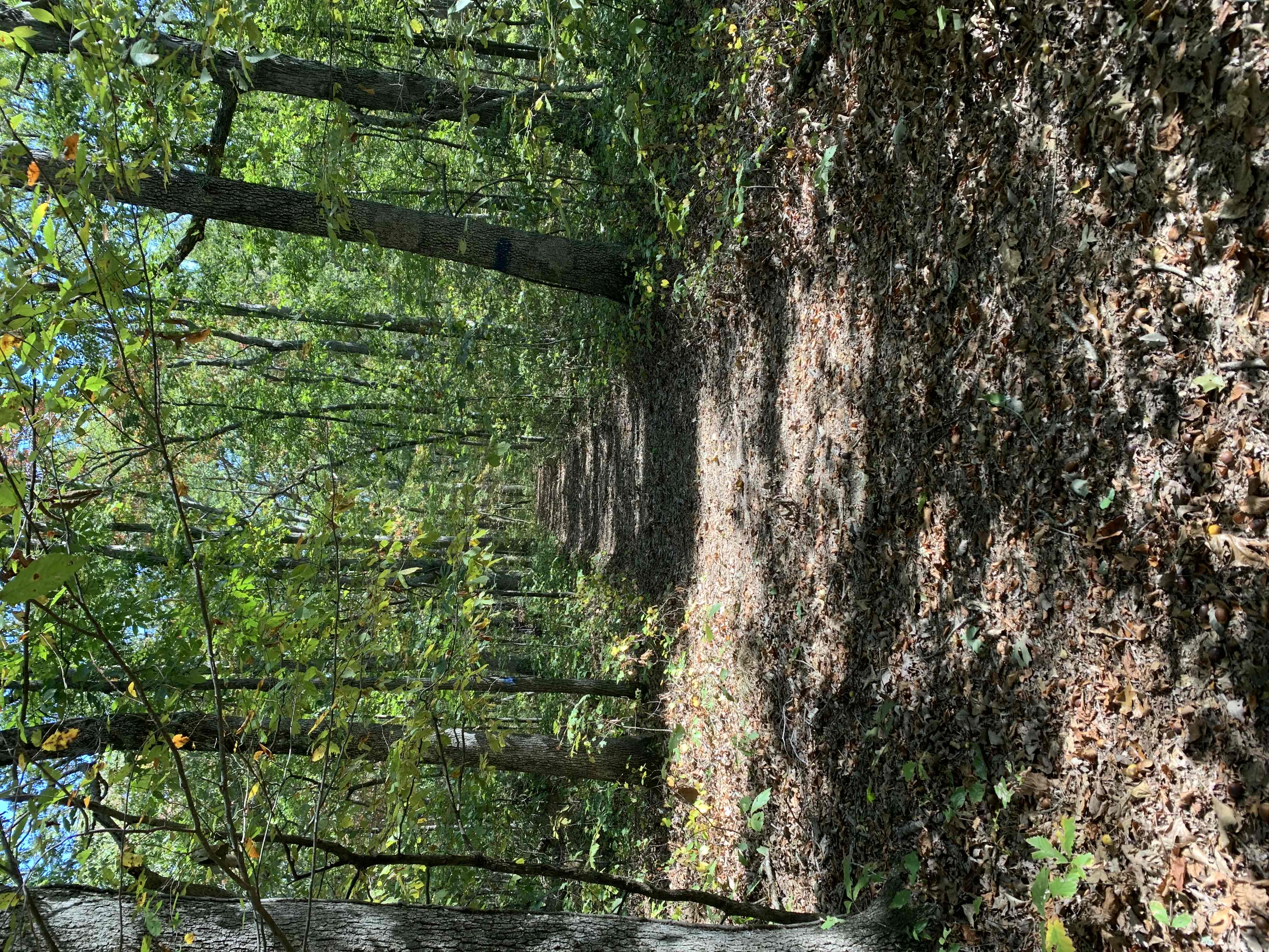 Cub Lake Trail
