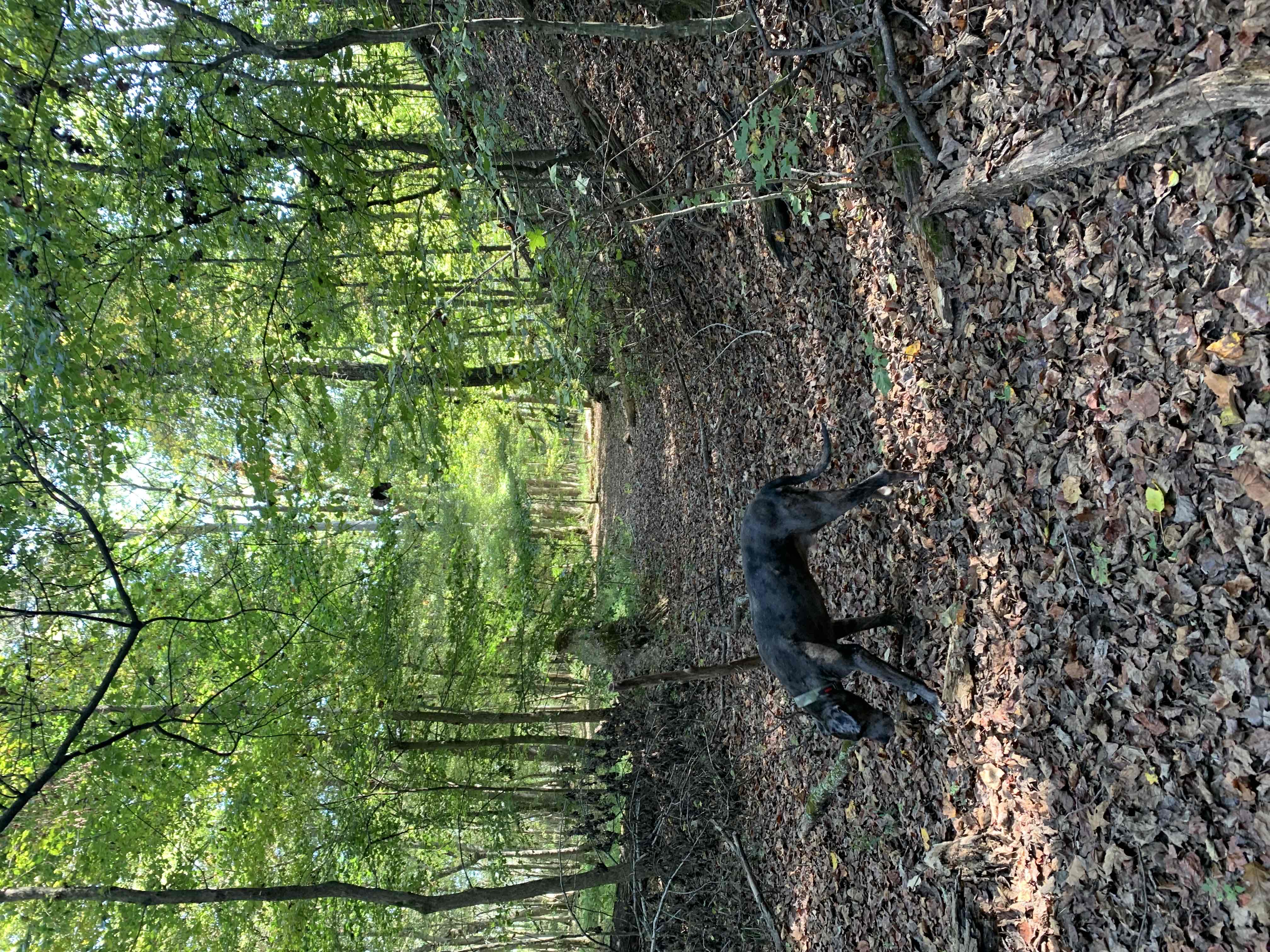 Cub Lake Trail