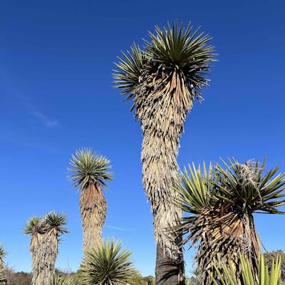 Chihuahuan Desert Nature Center & Botanical Garden