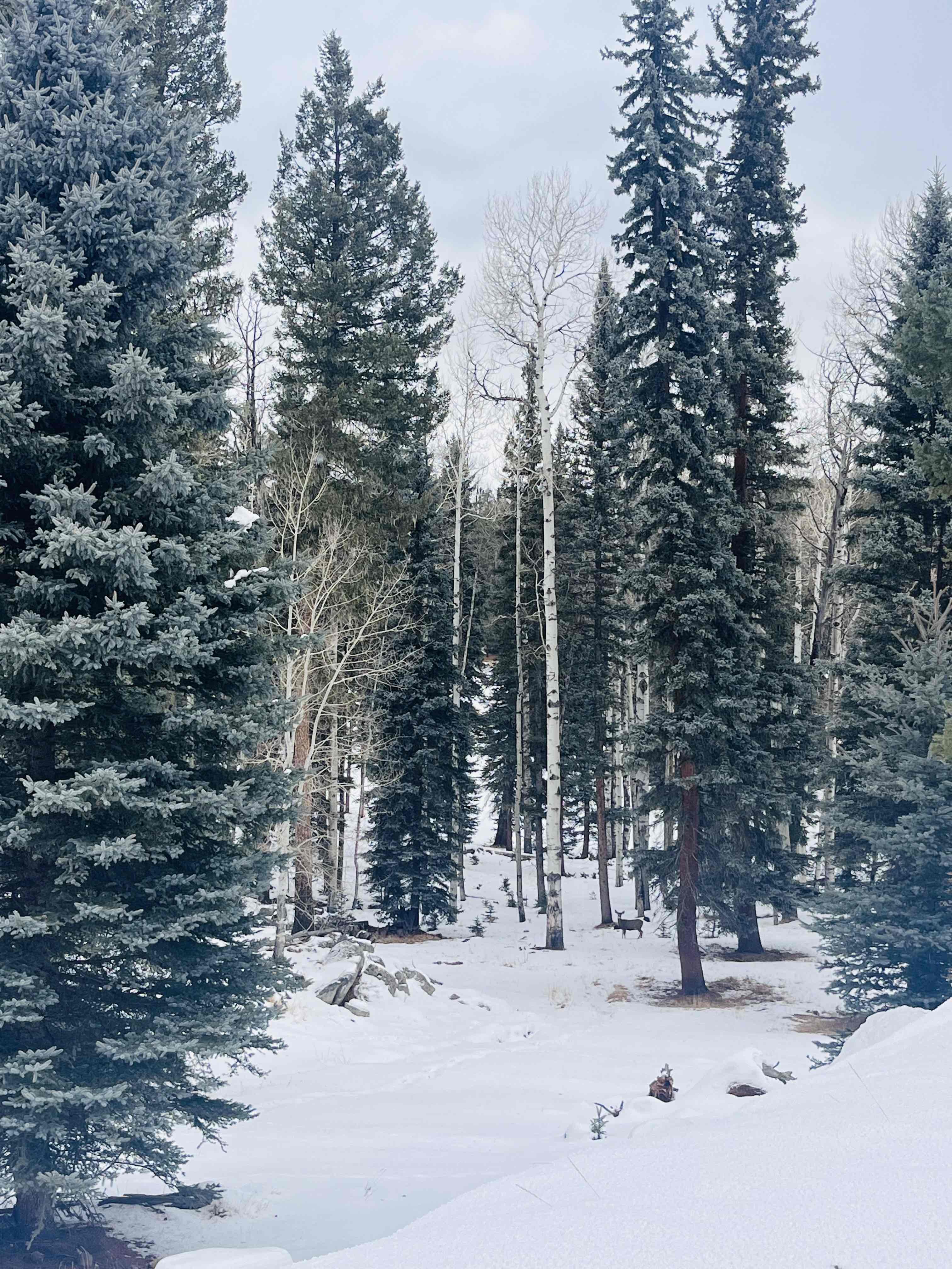 San Antonio Hot Springs via Thompson Ridge Route
