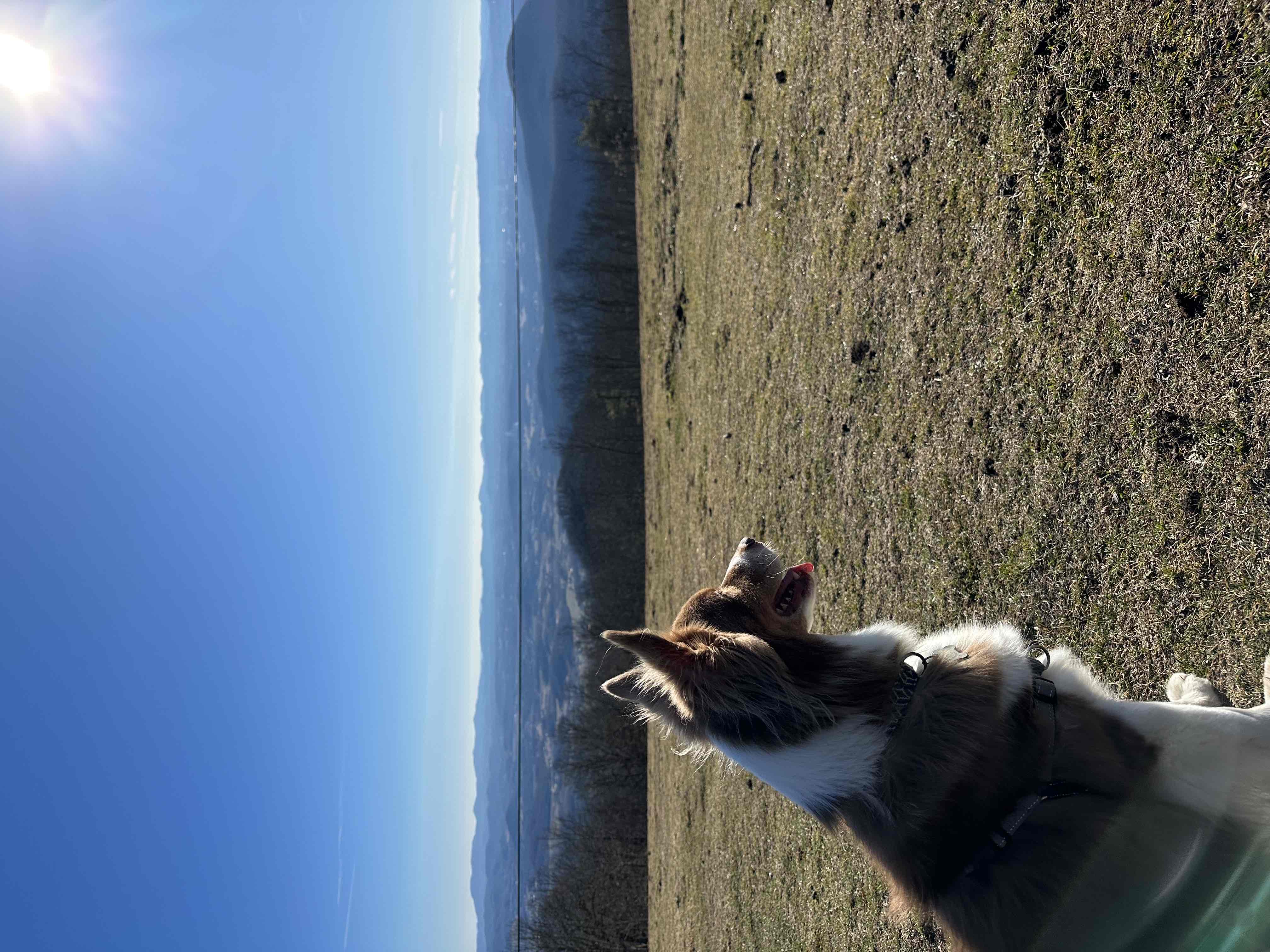 Hike the Trombatore Trail to Blue Ridge Pastures