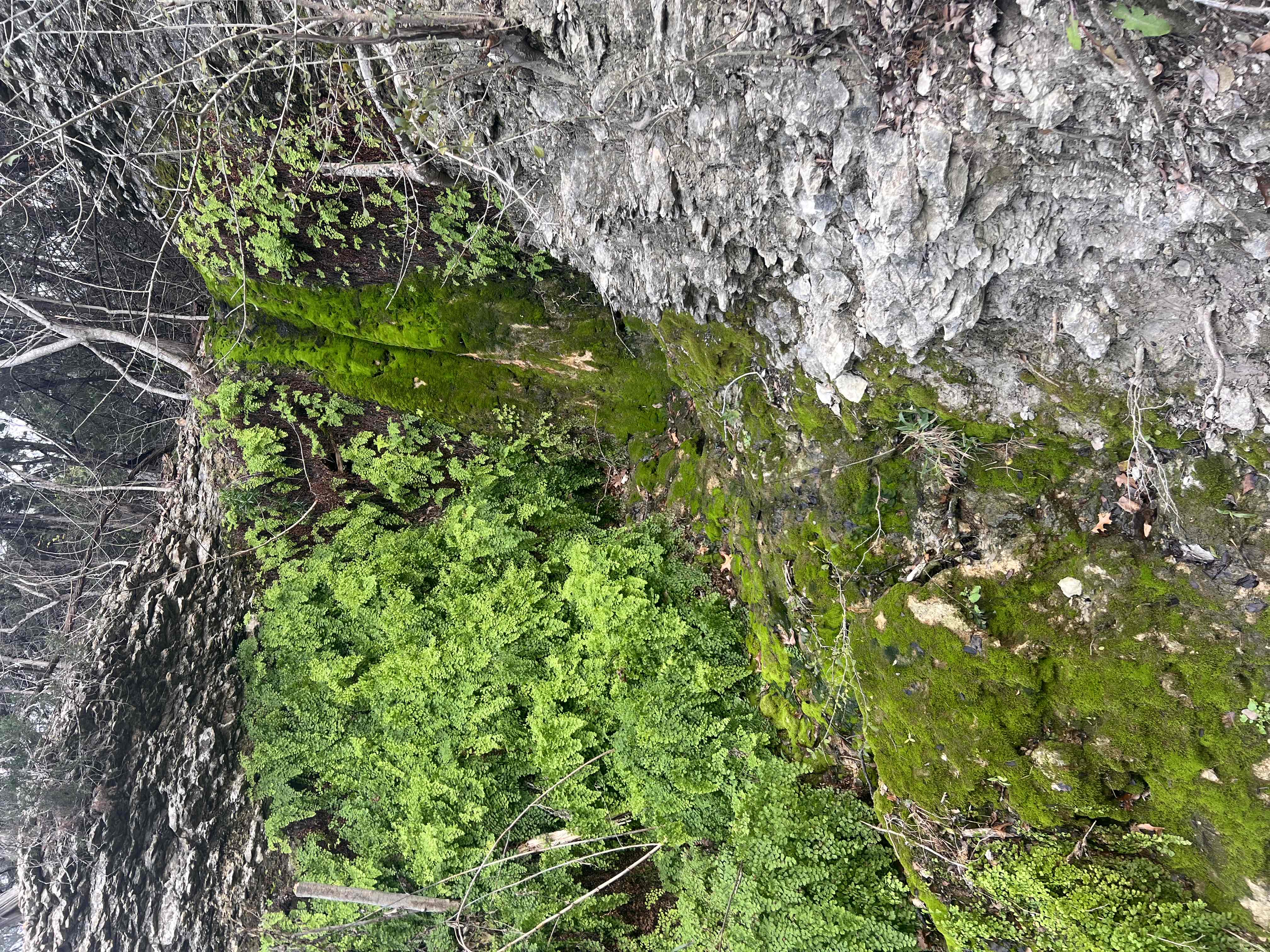 Hike the Brushy Creek Regional Trail