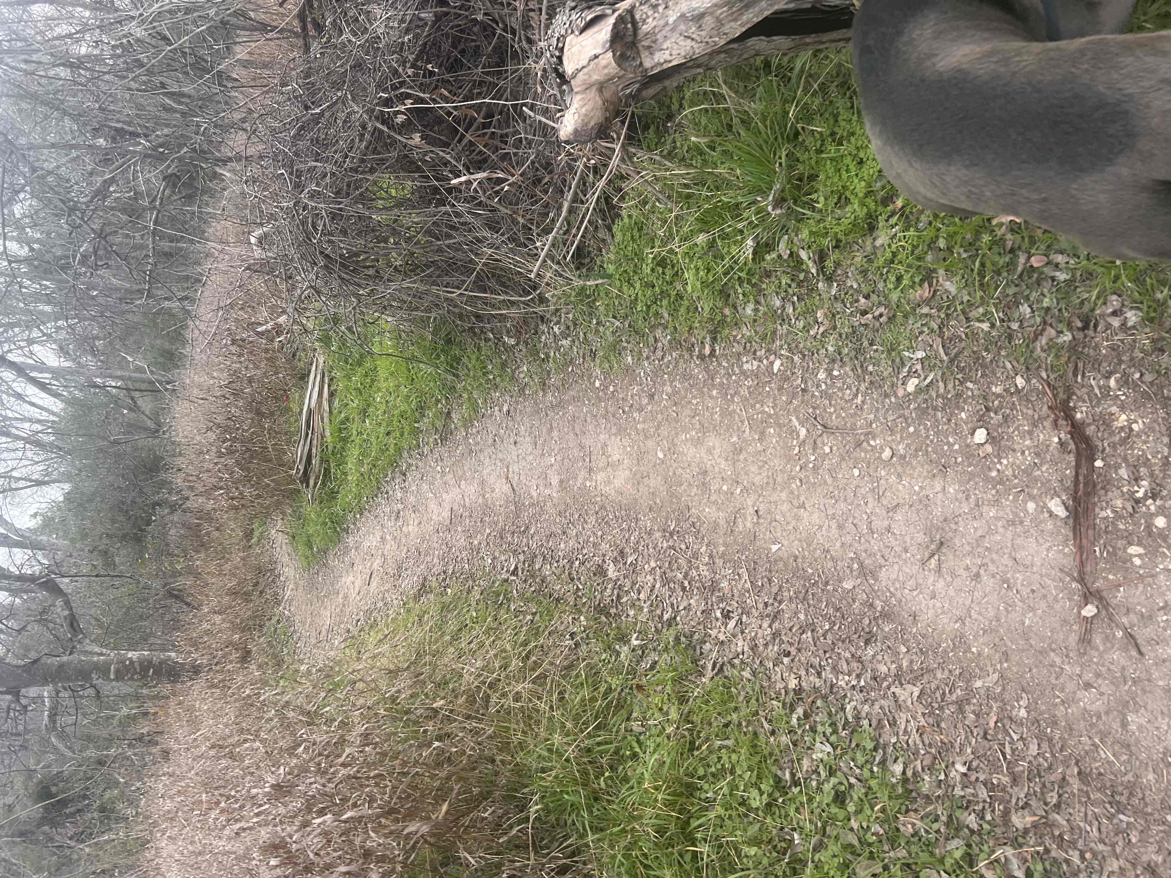 Hike the Brushy Creek Regional Trail