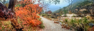 Pratt Lodge Via McKittrick Canyon Trail