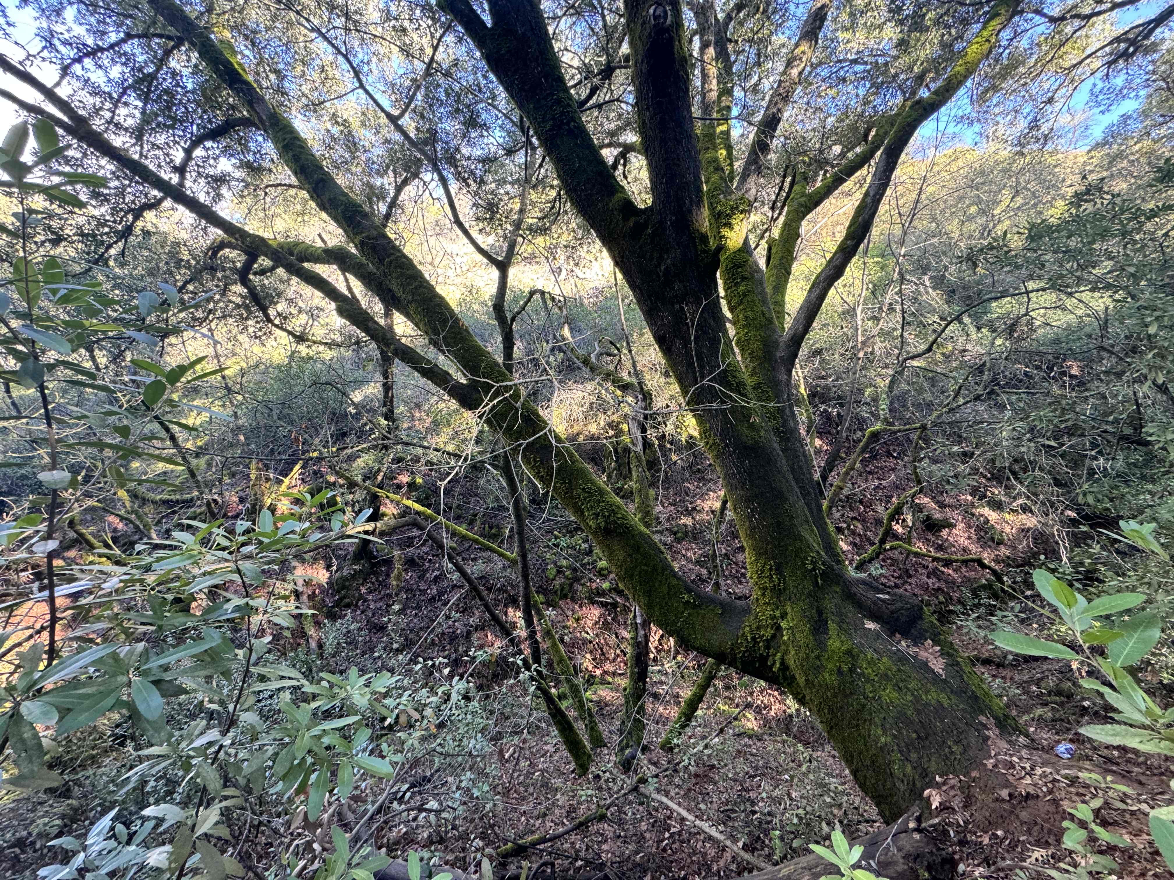 Upper Natural Bridge Trail