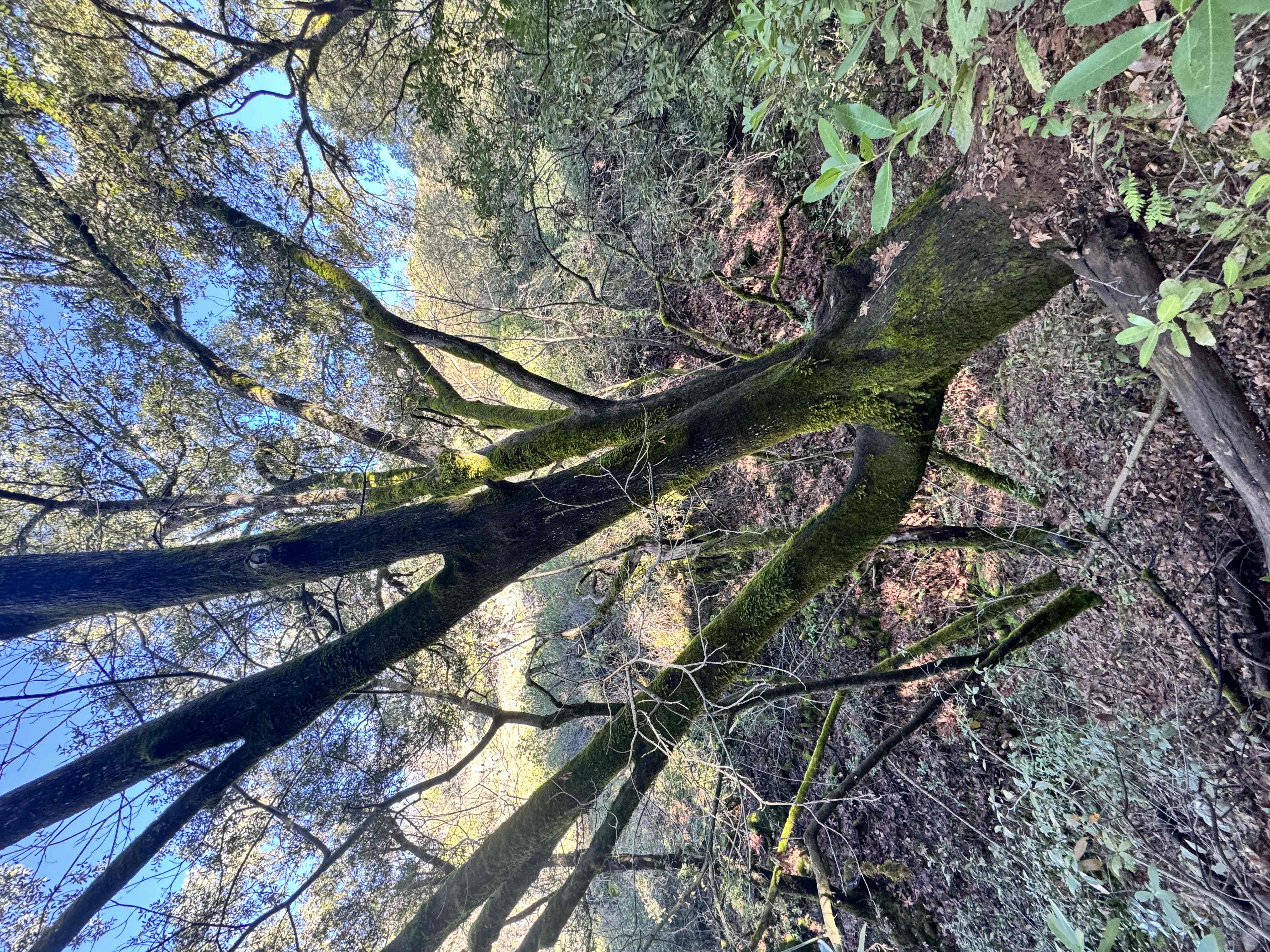 Upper Natural Bridge Trail