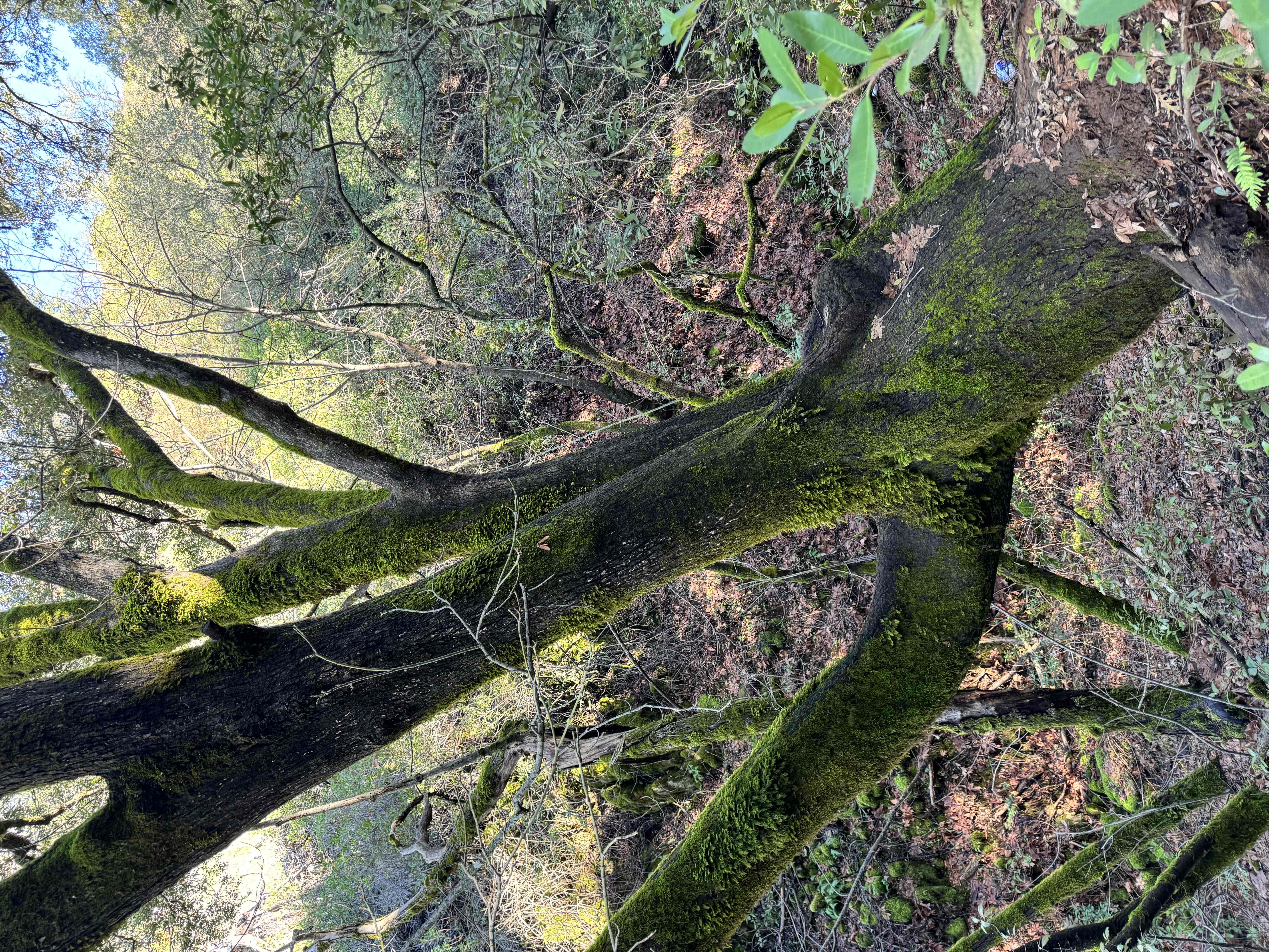 Upper Natural Bridge Trail