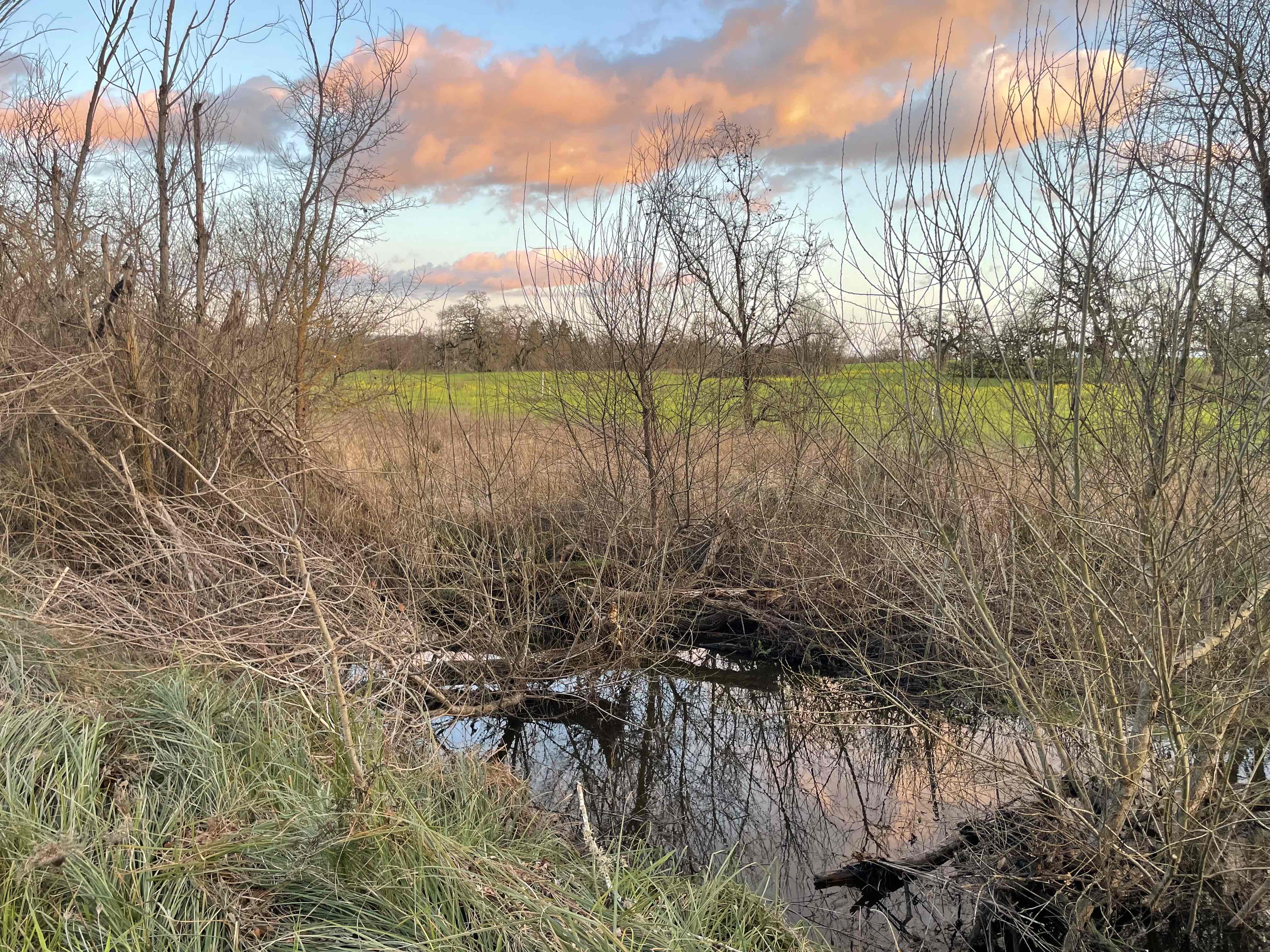 Joe Rodota Trail