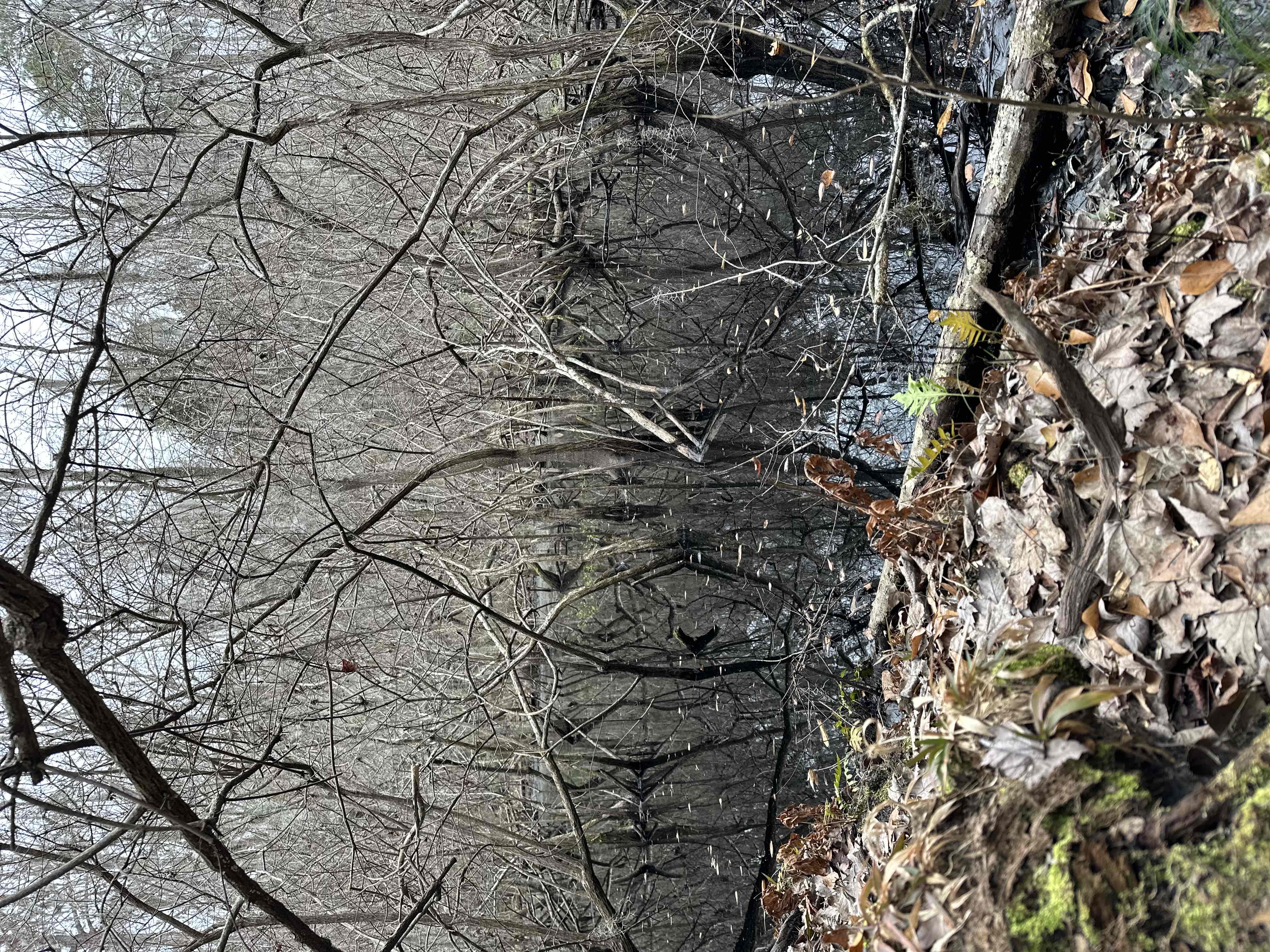 Whitemarsh Preserve