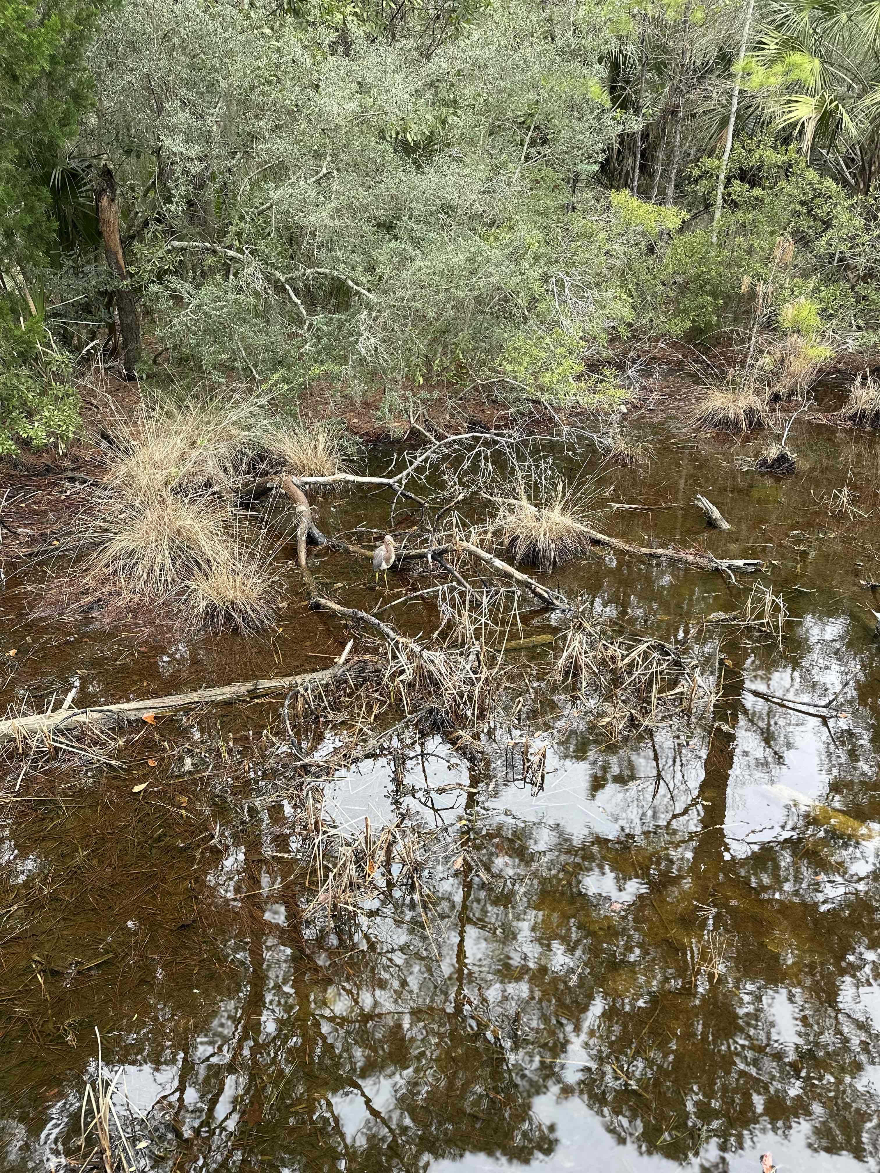 Whitemarsh Preserve