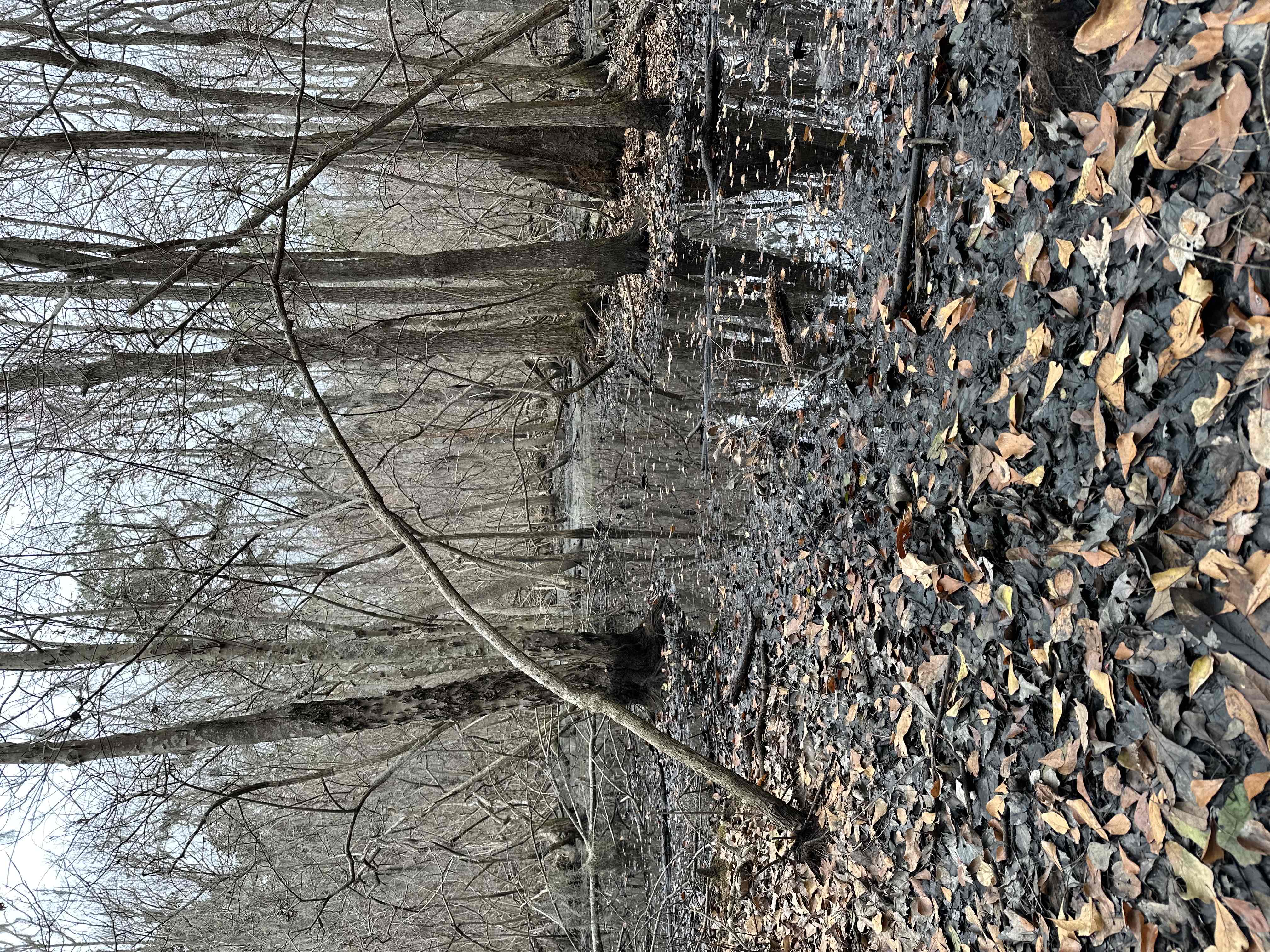 Whitemarsh Preserve