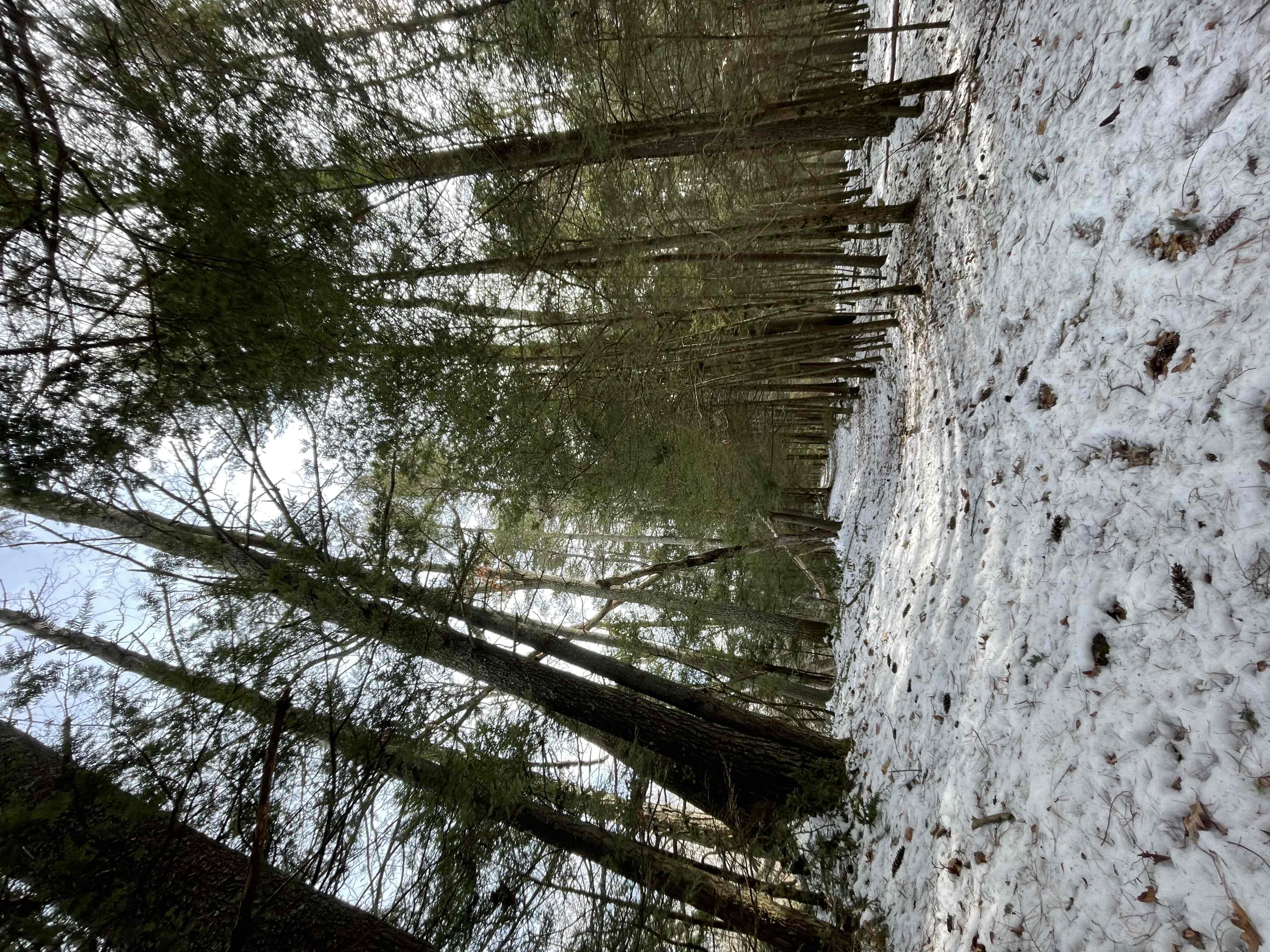 Hike Sugar Brook Loop Trail