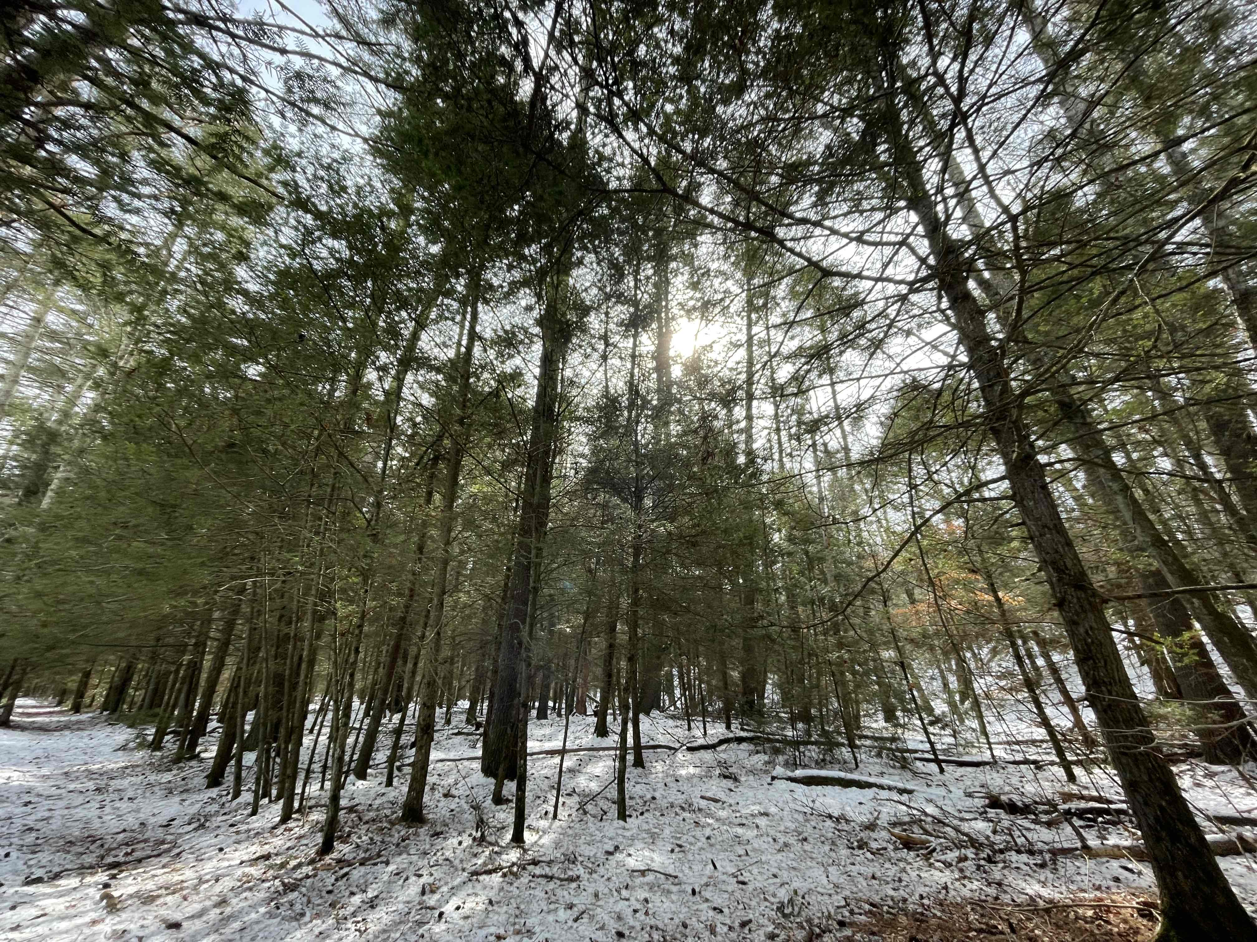 Hike Sugar Brook Loop Trail