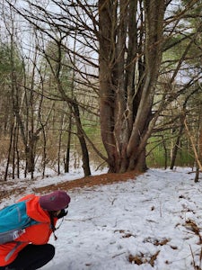 Hike Sugar Brook Loop Trail
