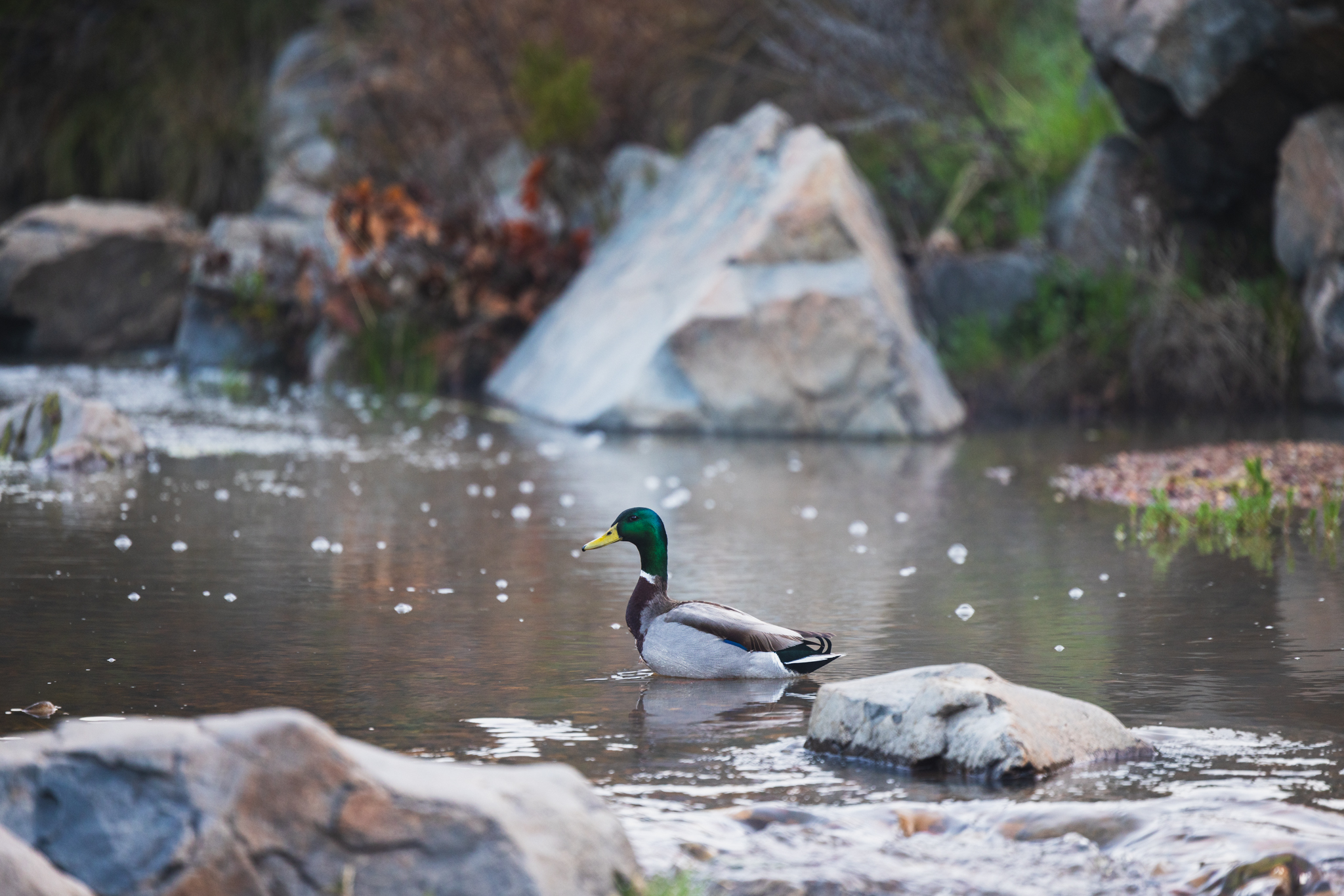 Oak Canyon in Mission Trails Regional Park