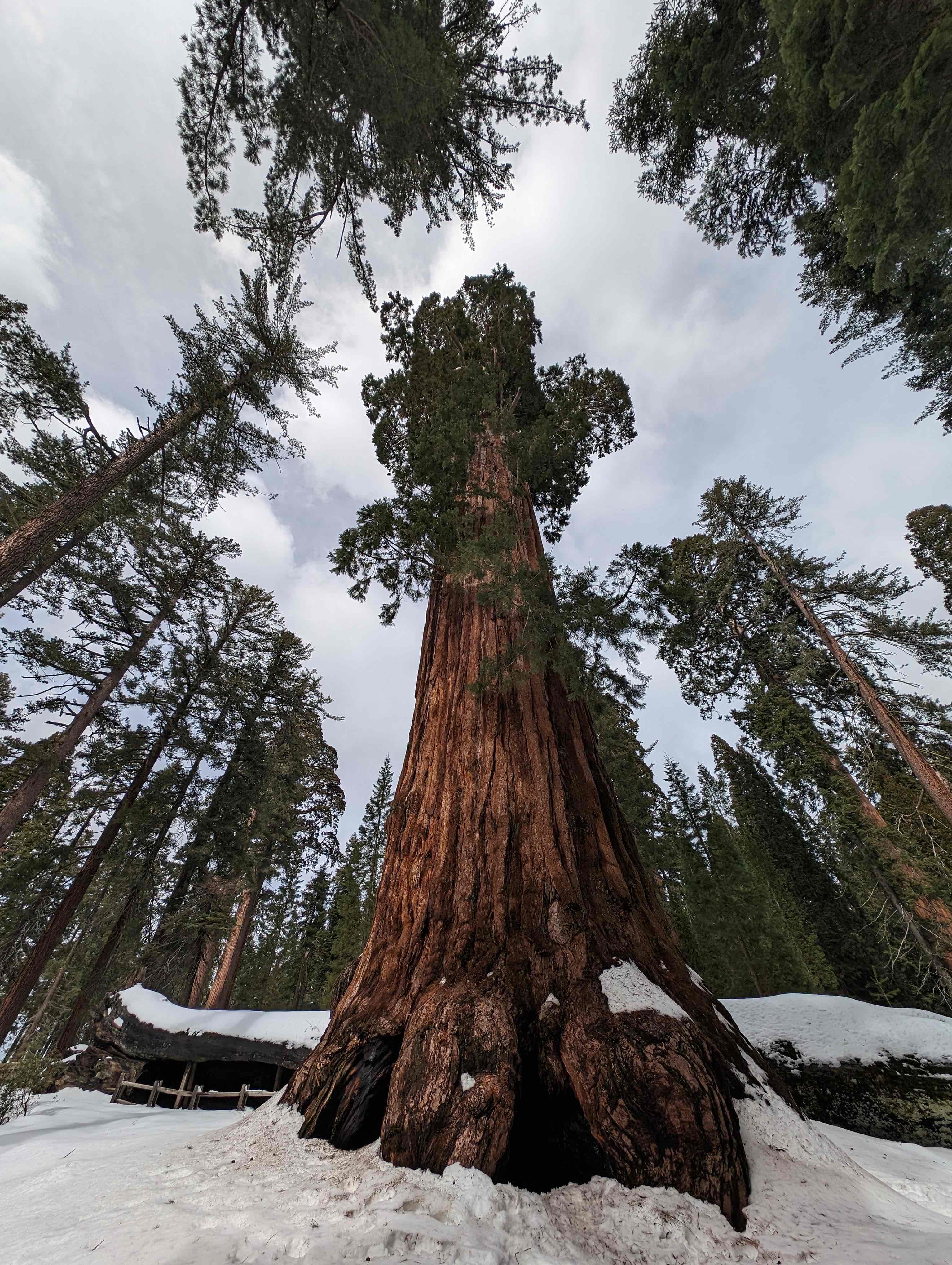 General Grant Tree Trail 
