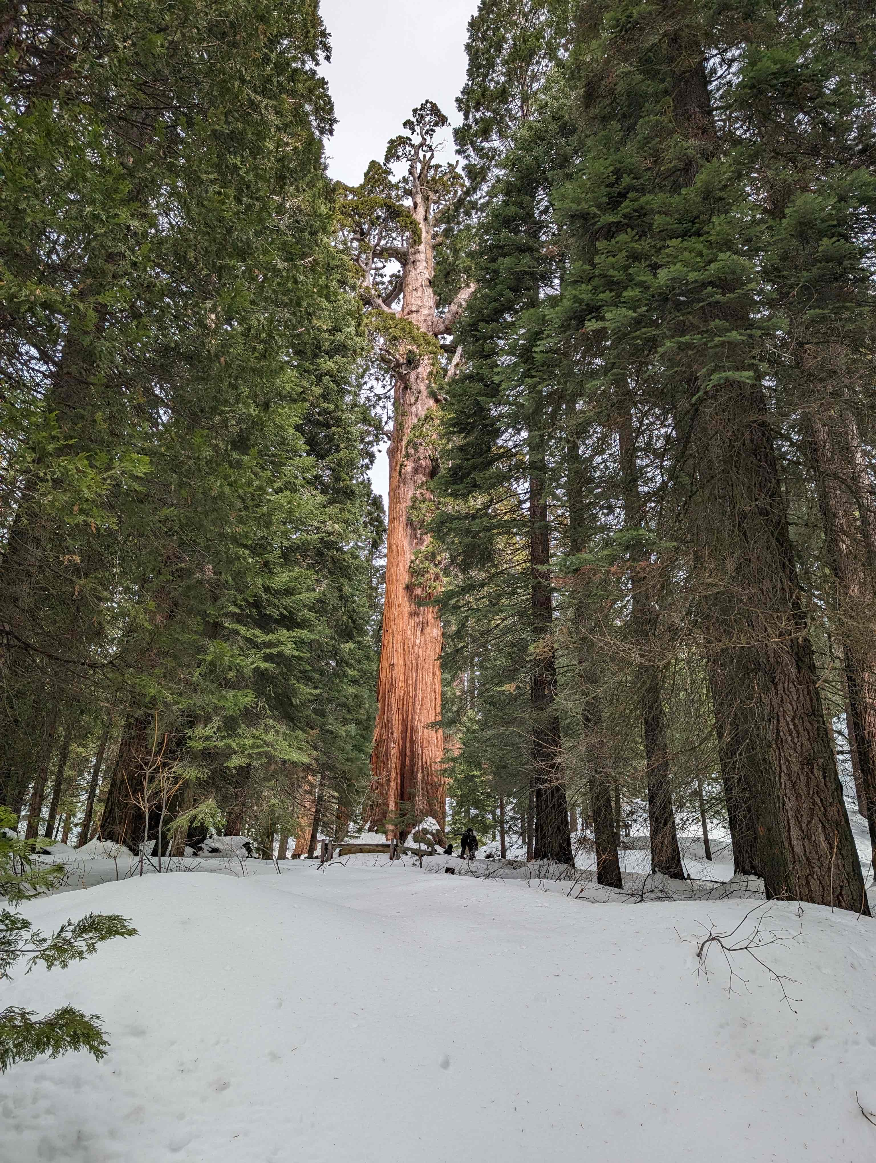 General Grant Tree Trail 