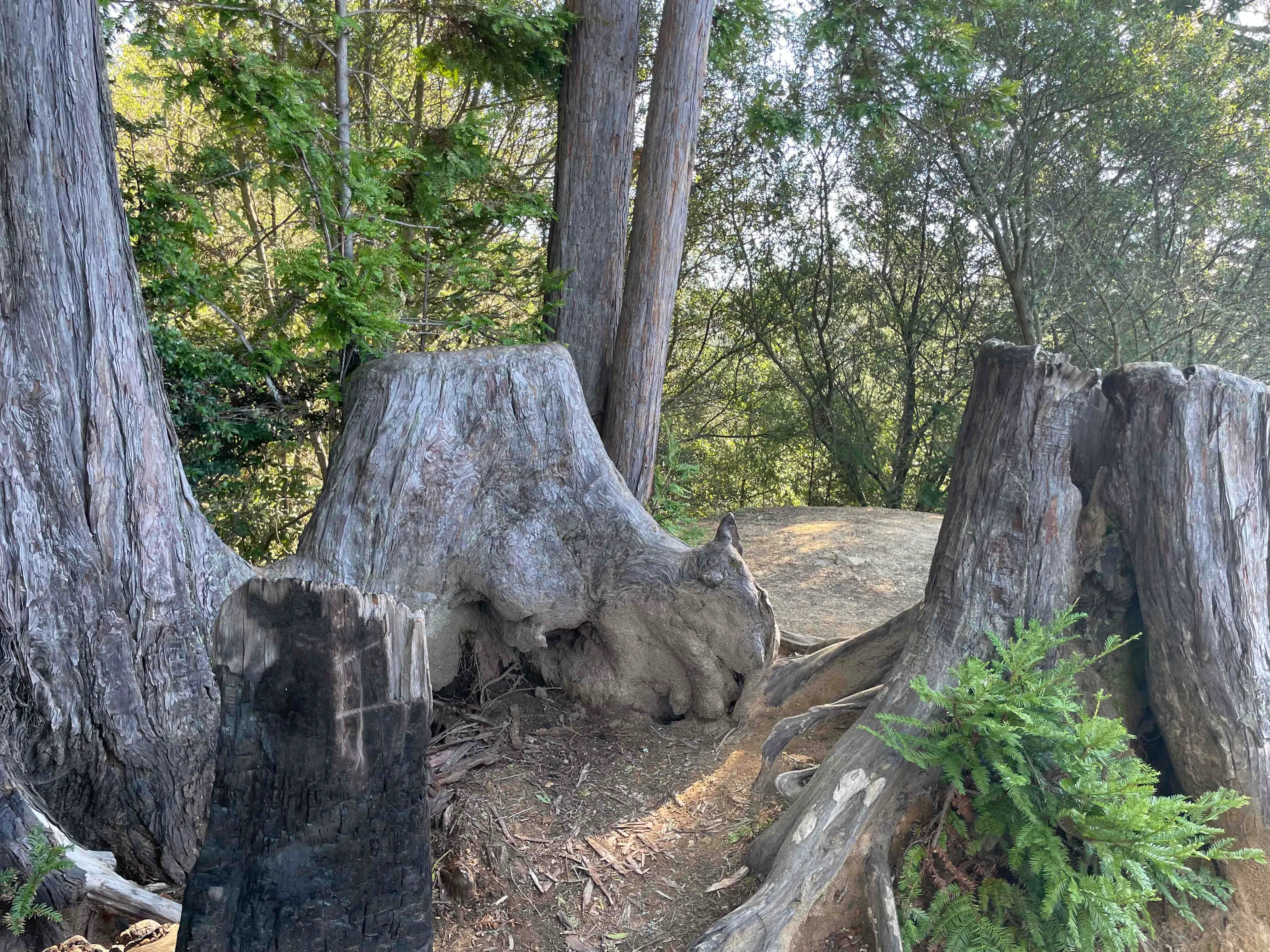 Watershed View Trail