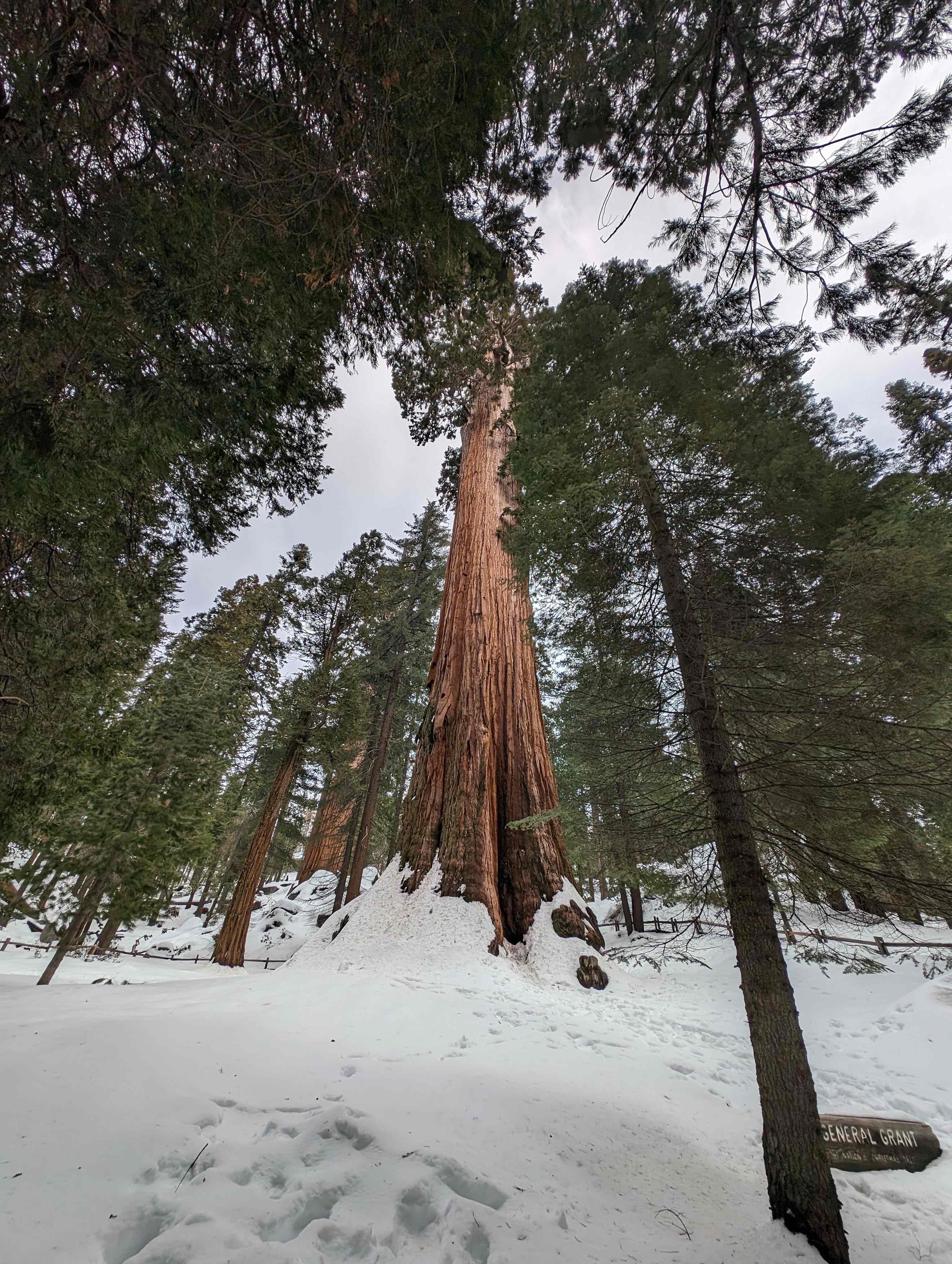 General Grant Tree Trail 