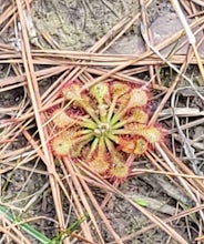 Hike the Big Thicket - Sundew Trail