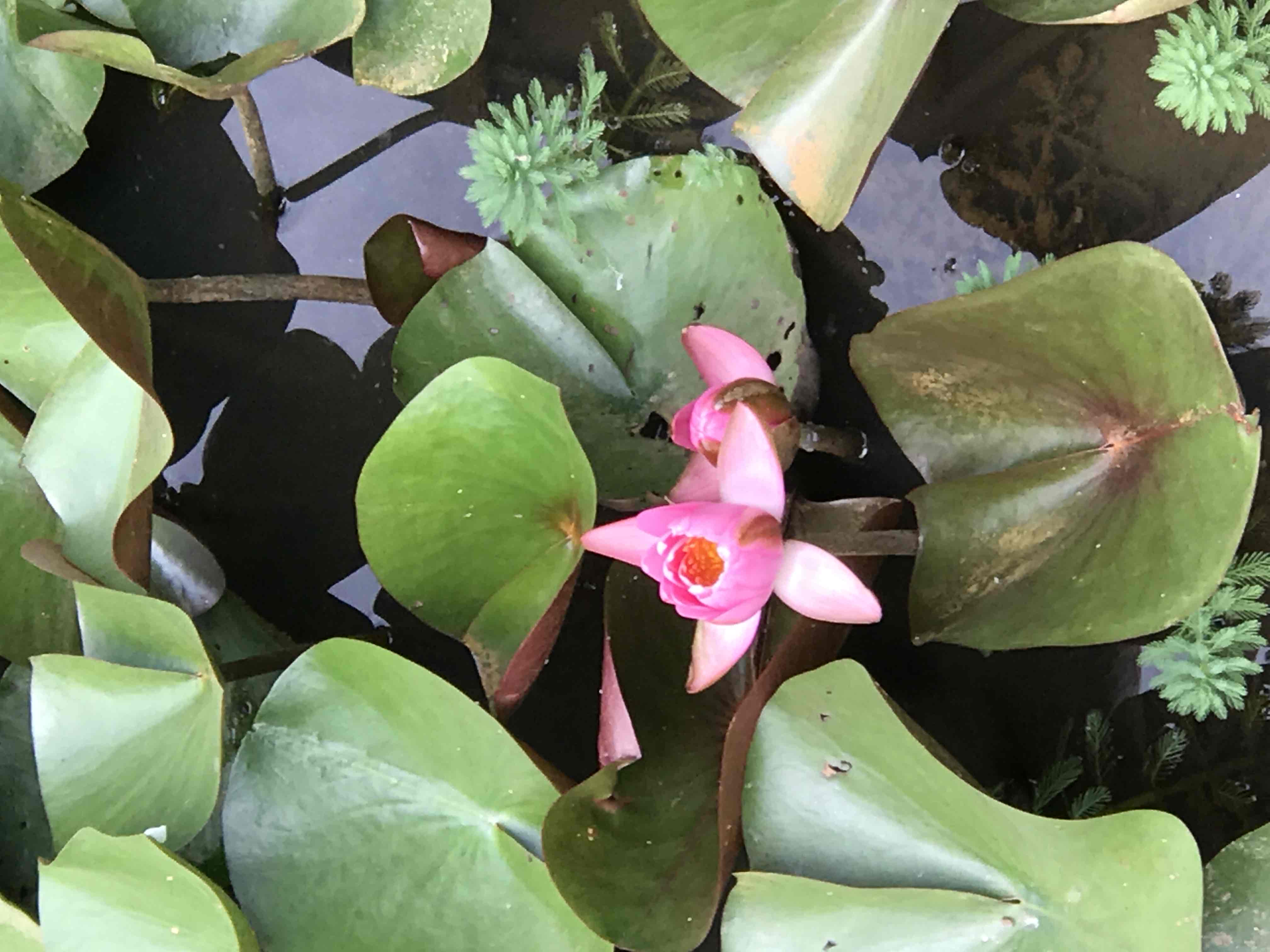 Visit Kenilworth Aquatic Gardens