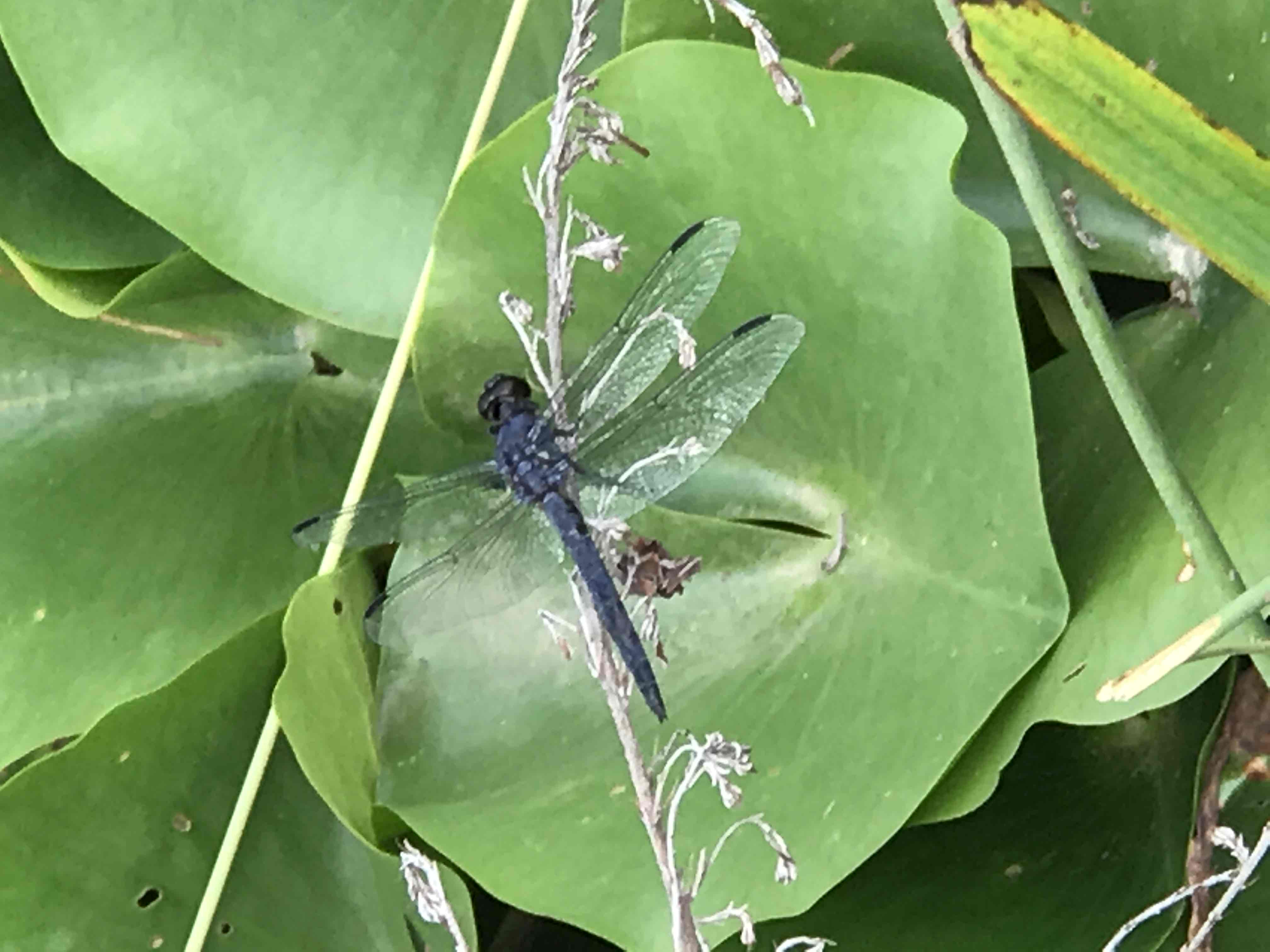 Visit Kenilworth Aquatic Gardens