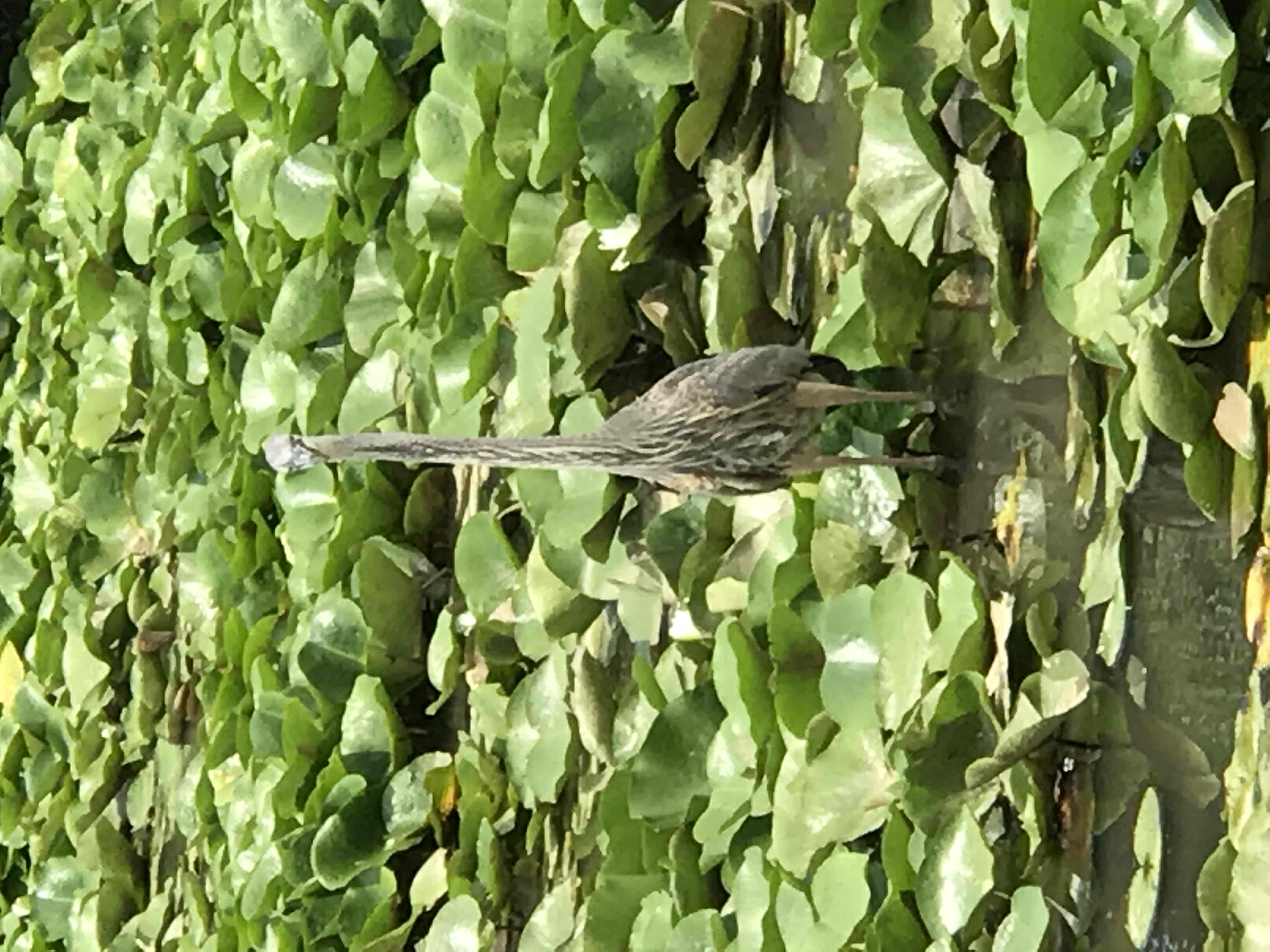 Visit Kenilworth Aquatic Gardens