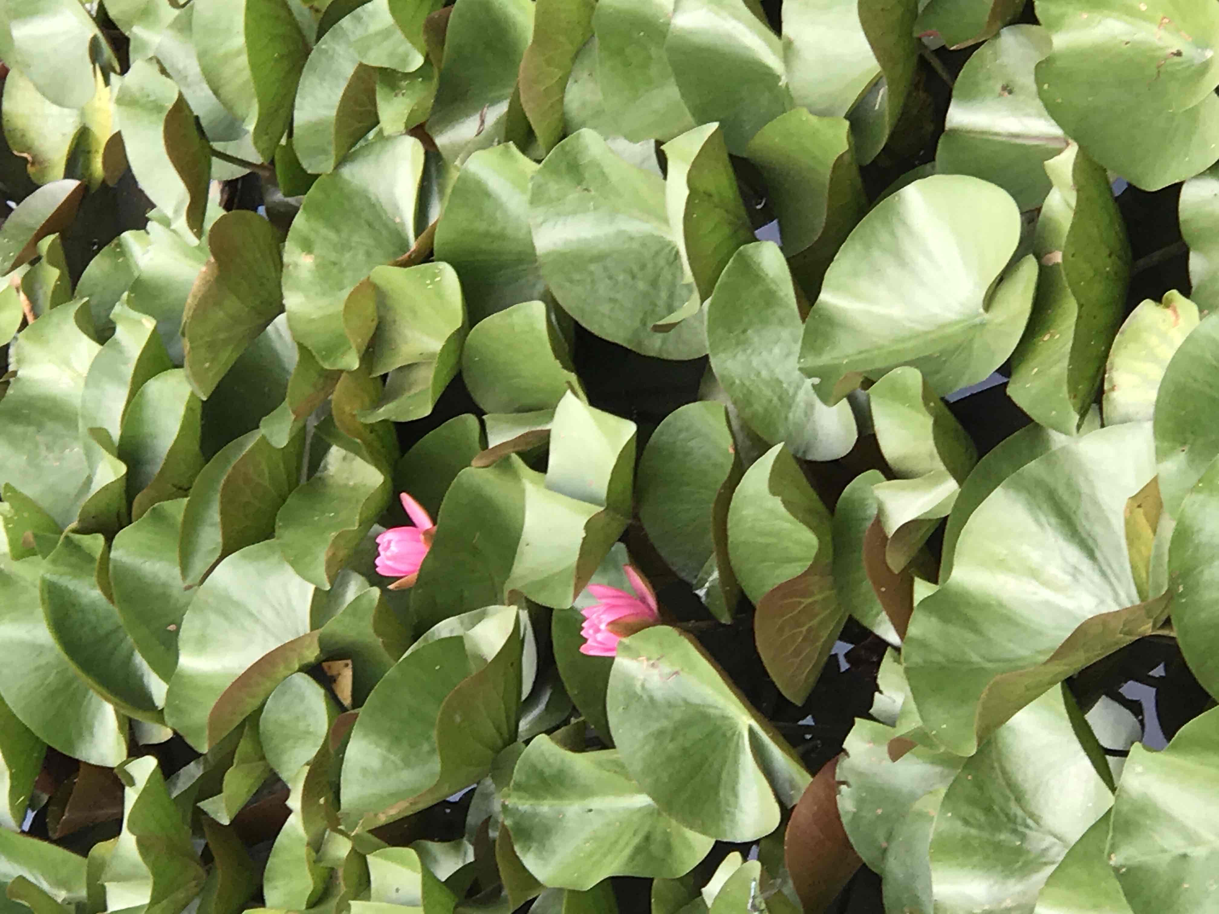 Visit Kenilworth Aquatic Gardens