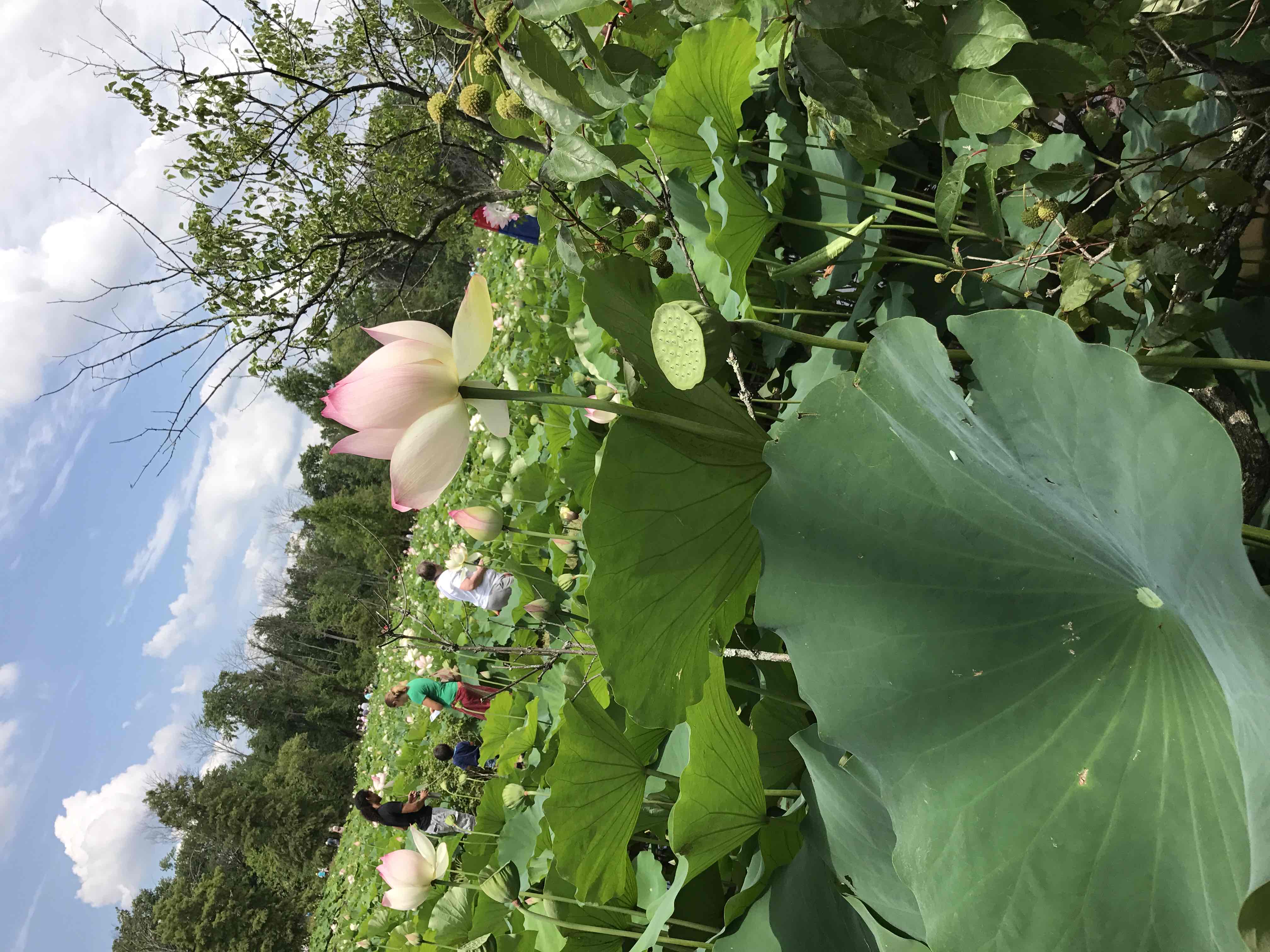 Visit Kenilworth Aquatic Gardens