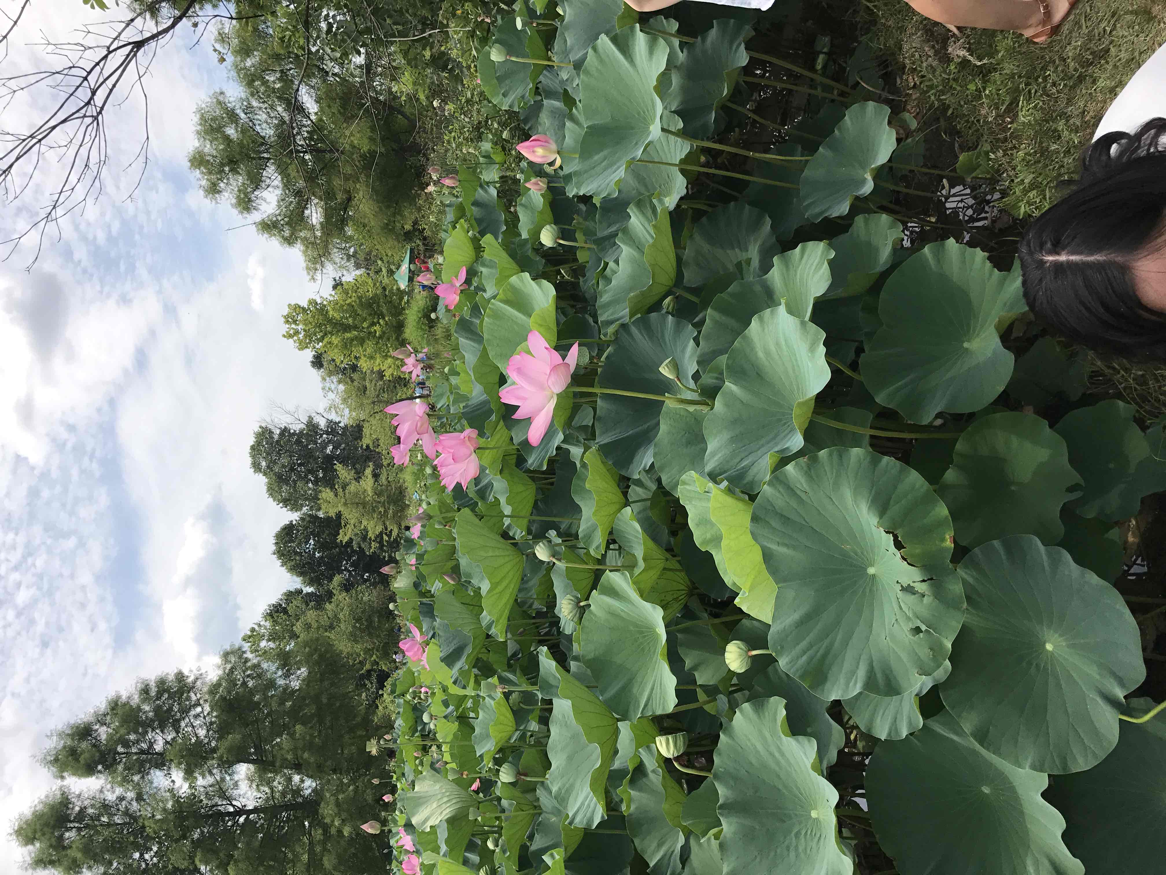 Visit Kenilworth Aquatic Gardens