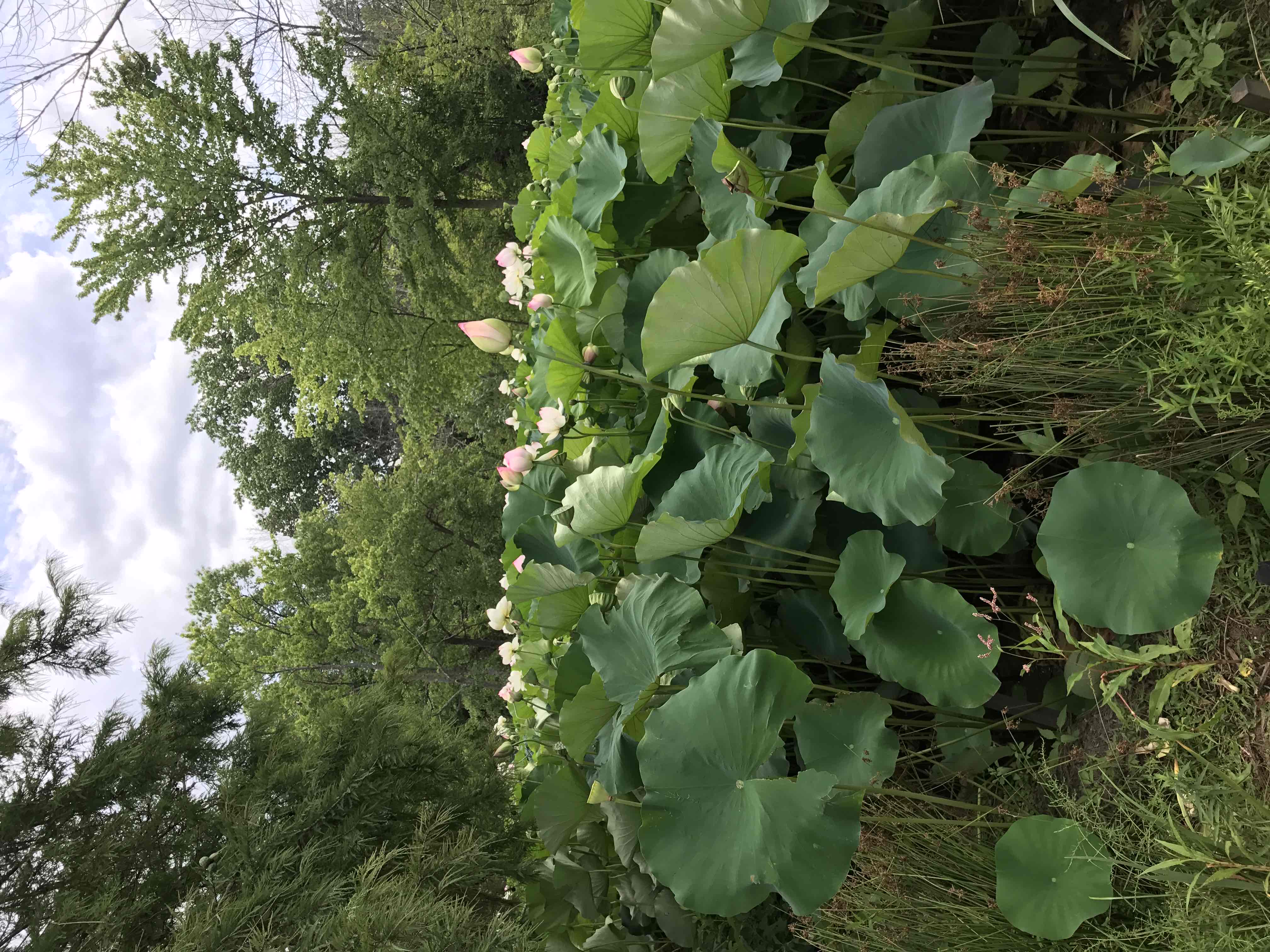 Visit Kenilworth Aquatic Gardens