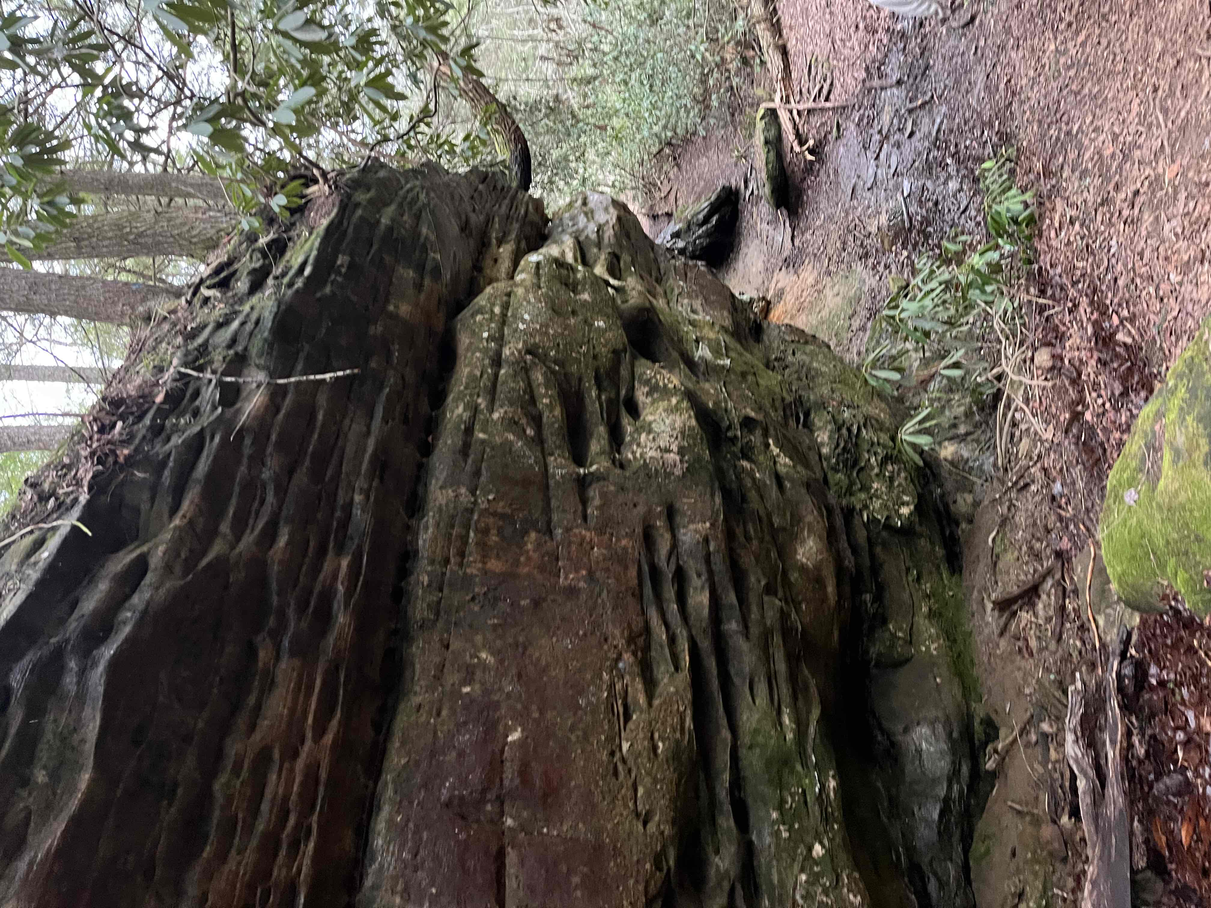 Northrup Falls