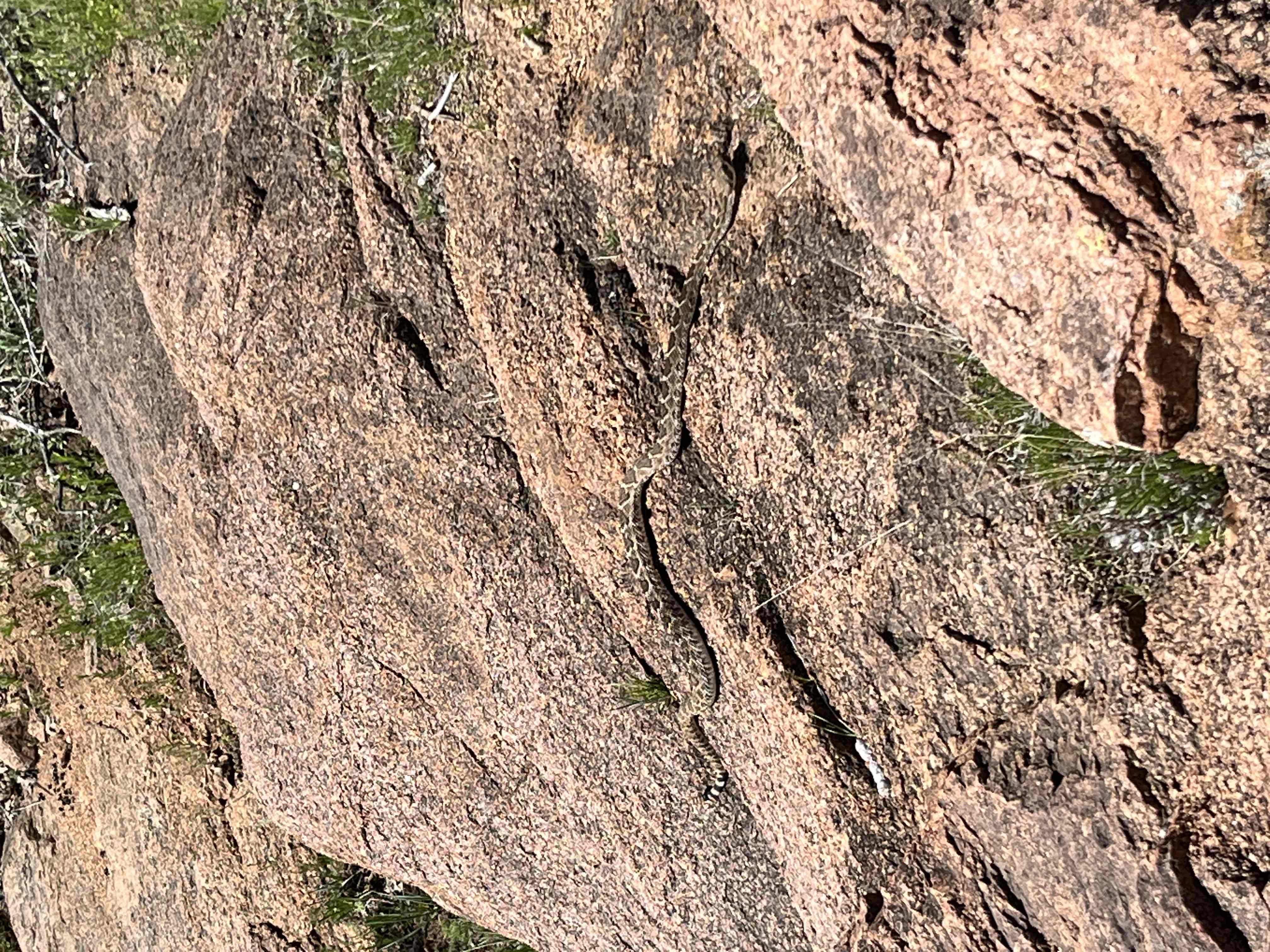 Bison Trail